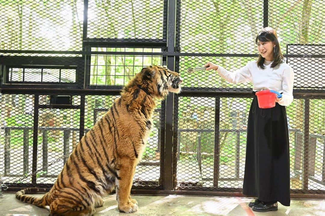 中江有里のインスタグラム：「朝日新聞WEBメディア「好書好日」にて連載中「開け！本の扉。ときどき野球も」第3回アップしました。  今回は北海道エスコンフィールドへ遠征した話から、かつてオーディションで全敗した記憶、あの有名な神話について書きました。  本を中心に書く予定でしたが、だいぶ野球に偏っている気がします💦　ちなみに野球寄りの回は「開け！野球の扉」にタイトルが変更されます。  本物の虎にも会ってきました。 手を伸ばせばすぐのところにある虎の顔。 めちゃカッコよかったです。  ストーリーズ、ハイライトにリンクを貼ります。  #中江有里  #阪神タイガース」