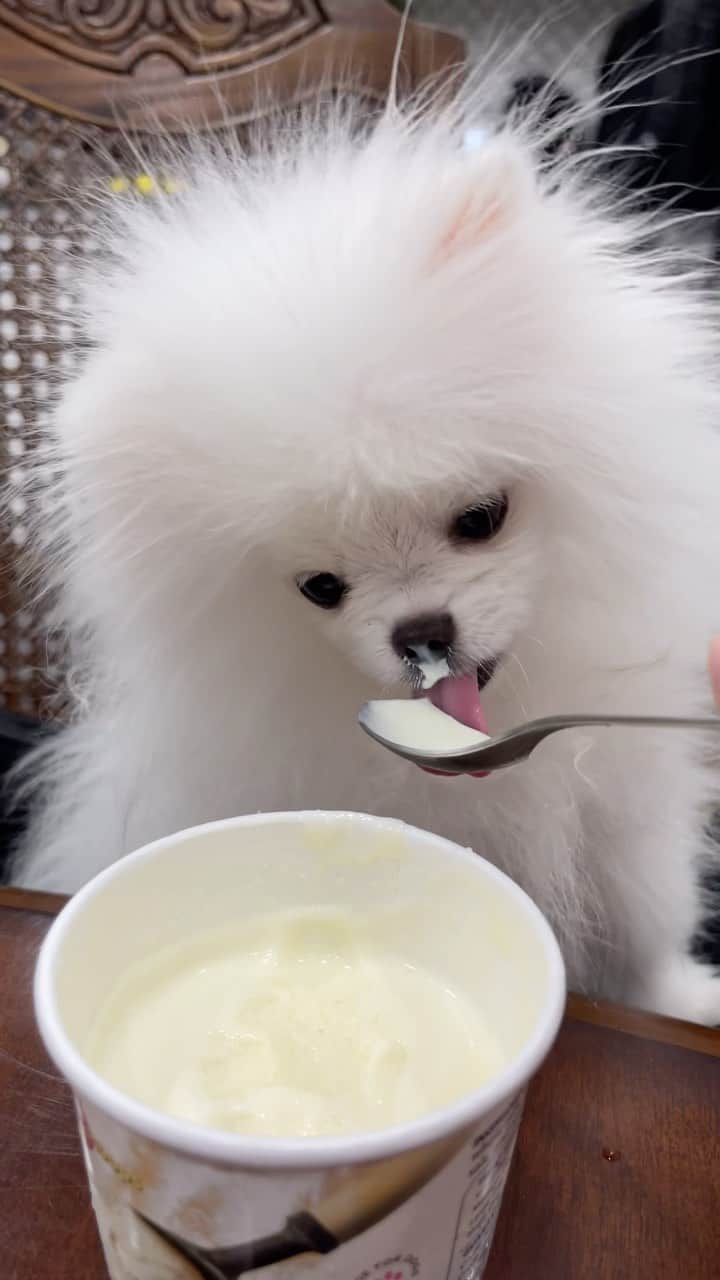 Mochi the Orkyehのインスタグラム：「That’s some gourmet🍦🤪」