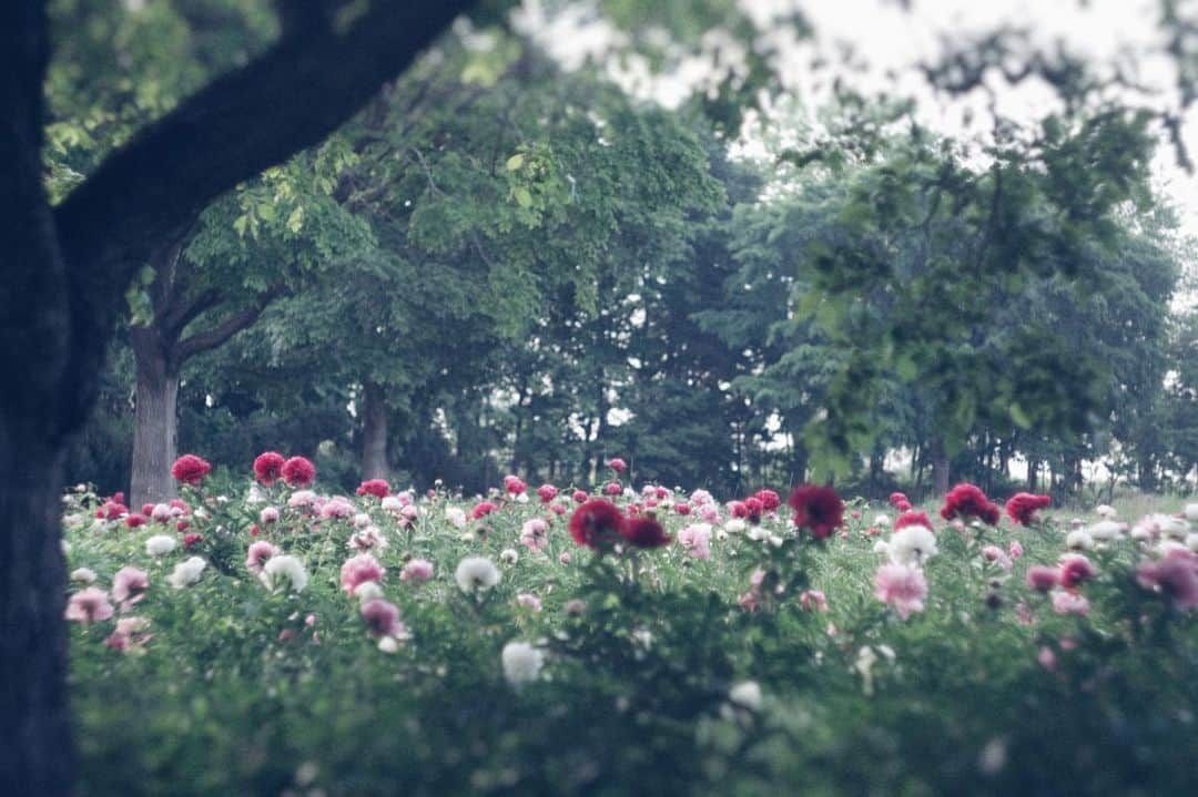 naorinmoonのインスタグラム：「華やか。  ⁡ ⁡ ⁡ ⁡ ⁡ ⁡ ⁡ ⁡ ⁡ ⁡ ⁡ ⁡ ⁡#芍薬  #fujifilm #fujifilm_xseries #ifyouleave  #hellofrom #hokkaido #instagramjapan #ig_japan_ #still_life_nature #oldlens #oldlens_japan #nowheredialy #still_life_mood  #reco_ig #nature_brilliance #minimalmood #ig_eternity #thinkverylittle #genic_mag #into_the_screen  #moody_nature #ourmomentum #heart_imprint」