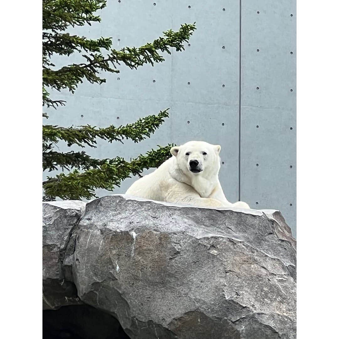 田村響華さんのインスタグラム写真 - (田村響華Instagram)「⁡ #円山動物園 🐘🦒🦓」6月18日 12時54分 - kyo_ka1016