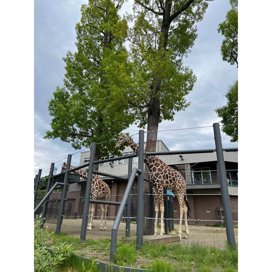 田村響華さんのインスタグラム写真 - (田村響華Instagram)「⁡ #円山動物園 🐘🦒🦓」6月18日 12時54分 - kyo_ka1016