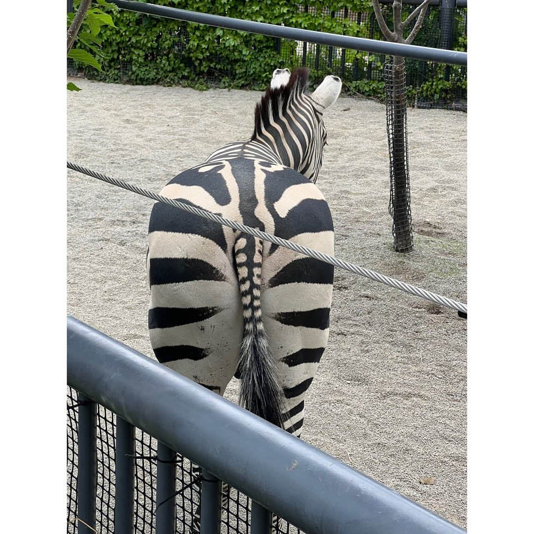 田村響華さんのインスタグラム写真 - (田村響華Instagram)「⁡ #円山動物園 🐘🦒🦓」6月18日 12時54分 - kyo_ka1016