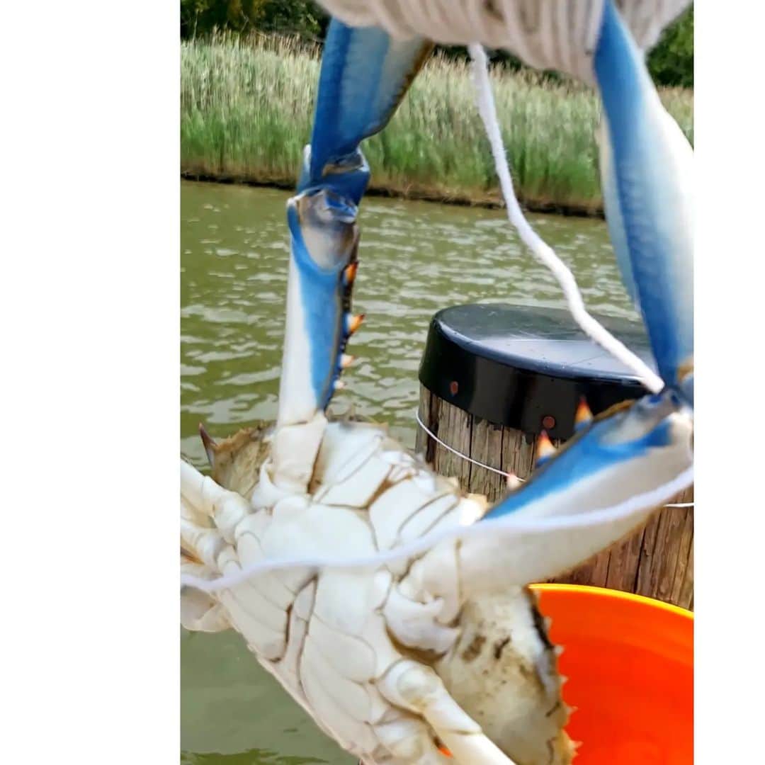 ソ・ユジンさんのインスタグラム写真 - (ソ・ユジンInstagram)「#bluecrabs 🎣🦀💙」6月18日 13時14分 - yujin_so