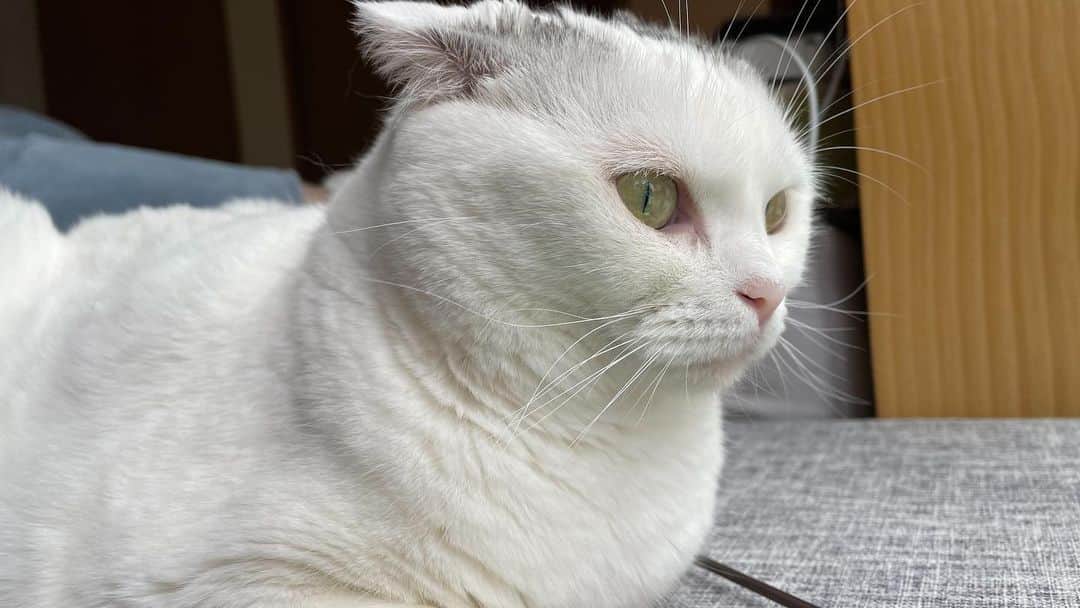 KAORUさんのインスタグラム写真 - (KAORUInstagram)「#ゆきさく のいろいろ🤭  #諭吉と幸来  #猫のいる暮らし」6月18日 13時27分 - yukisaku_88