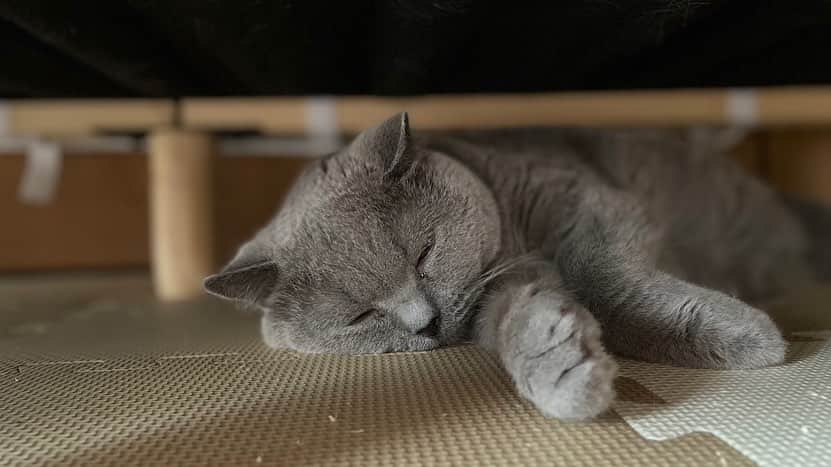KAORUさんのインスタグラム写真 - (KAORUInstagram)「#ゆきさく のいろいろ🤭  #諭吉と幸来  #猫のいる暮らし」6月18日 13時27分 - yukisaku_88