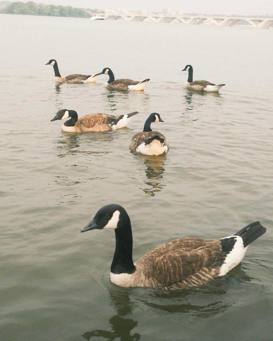 のインスタグラム：「からの、Happy animals🫶🏻  ※6枚目の写真は桑田英彦さんの写真をお借りしております。  @love_tourism_pr  @memphistravel @visitnorfolkva  @visitvirginia」