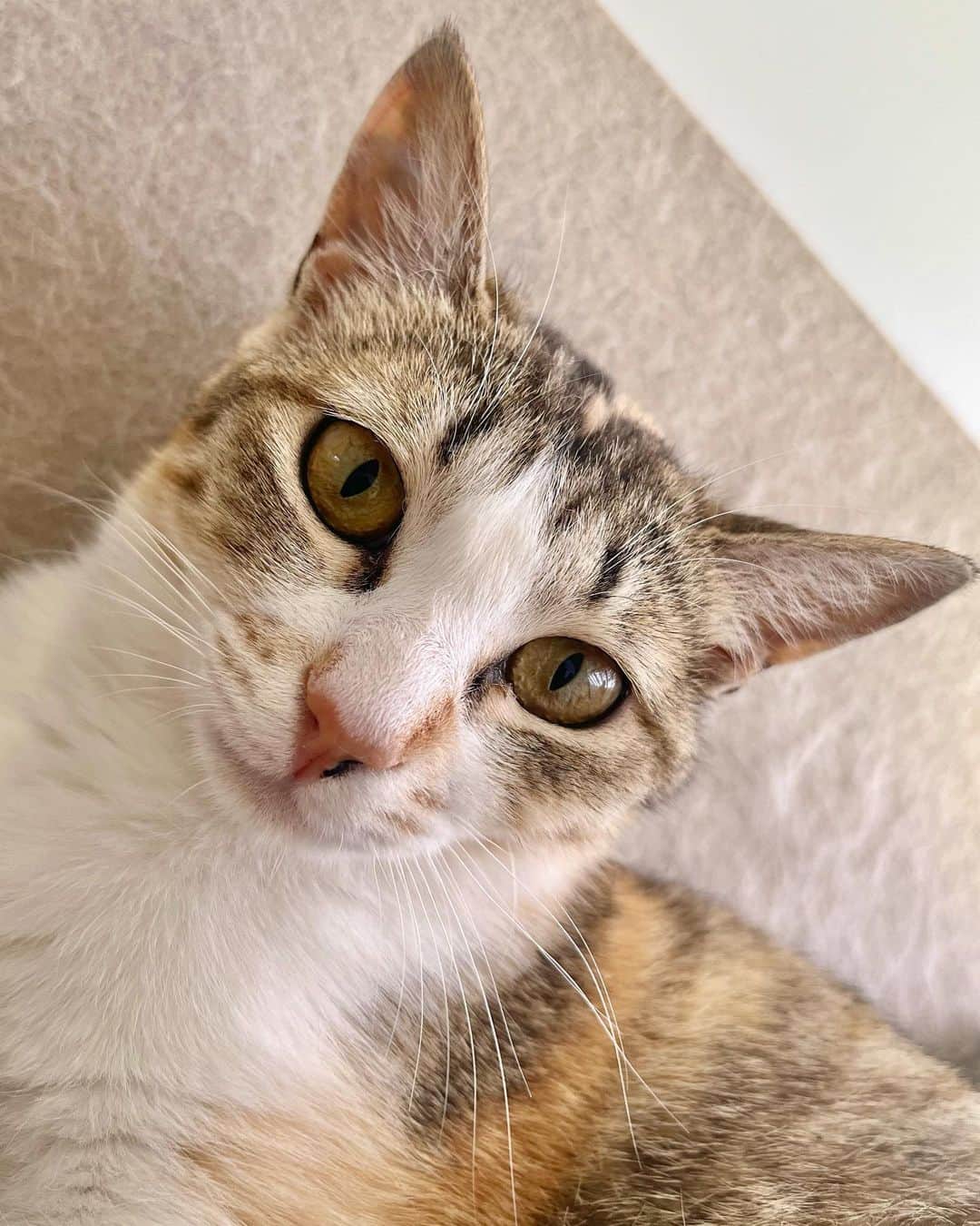 坂上忍のインスタグラム：「はじめまちて。 あたち、きなこ。  さかがみ家の新メンバー。  どんちゃんはあたちのママだニャ♪  みんな、 これからよろちくね♪  名前：きなこ 年齢：9ヶ月 性別：女の子 色柄：茶白 趣味：おもちゃ遊び  Name : Kinako Age : 9 months Gender : Girl  Color : brown and white Hobby : playing with toys  #さかがみ家 #保護犬 #保護猫 #犬#猫#かわいい #dog #cat #animals #nature #animallover #pets #cute #adaptable #dogs #cats #instaanimals #adaption #rescuedogs #rescuecats #puppy #kitten #japan #animalshelter」