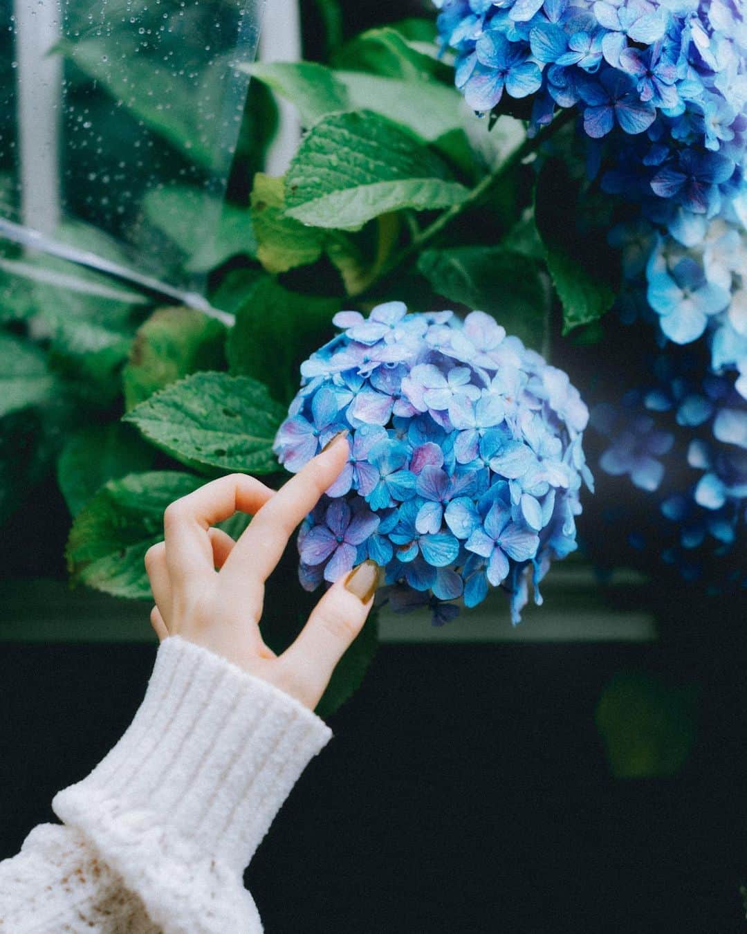白河芹さんのインスタグラム写真 - (白河芹Instagram)「雫が乗った紫陽花は一段と綺麗な気がする」6月18日 14時29分 - seri_shirakawa