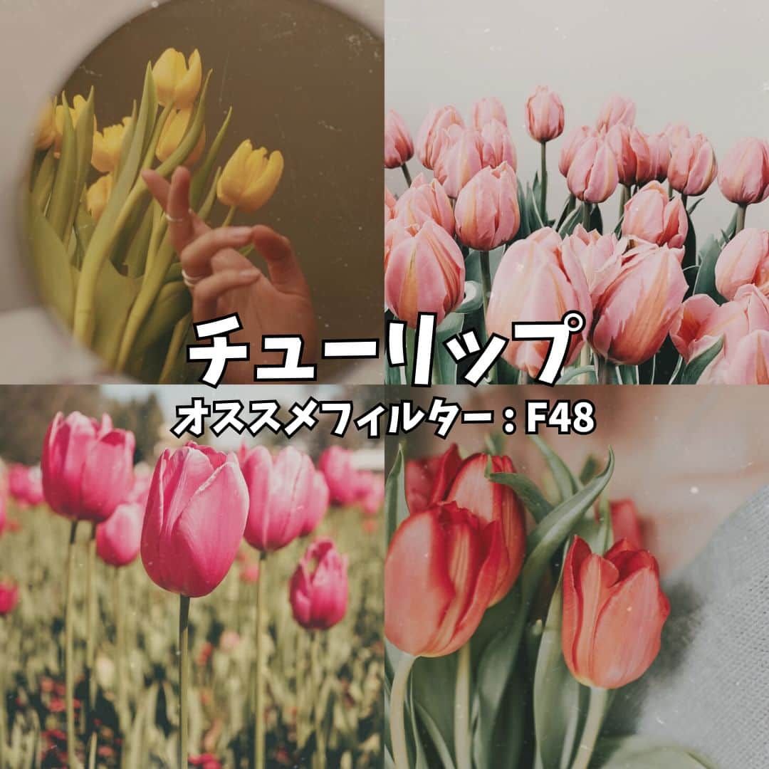 BeautyPlus Japanさんのインスタグラム写真 - (BeautyPlus JapanInstagram)「鲜花滤镜」6月18日 15時00分 - beautyplus_jp