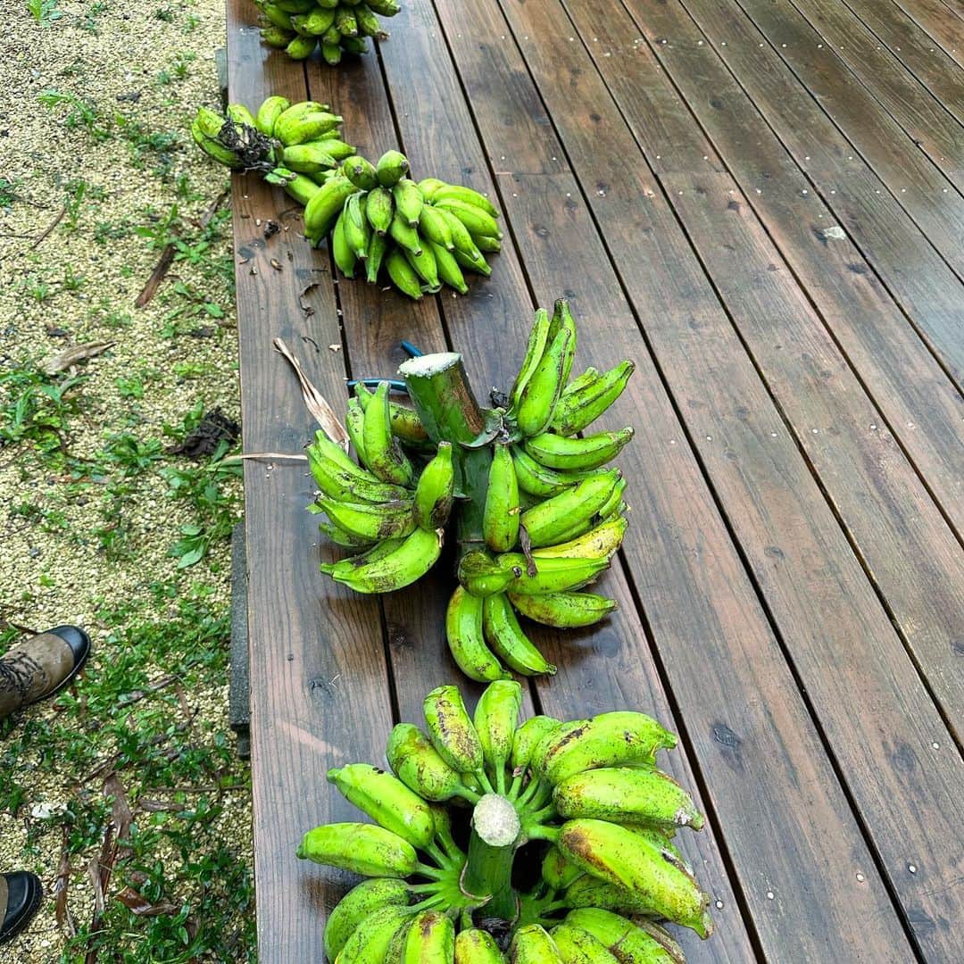 田中律子さんのインスタグラム写真 - (田中律子Instagram)「今年のバナナ🍌収穫〜〜🍌🍌  大事に大事に育てて、台風でも折れずについに収穫〜🍌なかなかいいサイズに育ちました〜👏🏼👏🏼👏🏼まだまだ収穫出来る🍌🍌  今年もじょーとーなバナナがたくさん収穫できるぞーーー‼️  今朝おじーとドラゴンフルーツも一つ収穫しました❤️ 白いのがドラゴンフルーツの花🌸大きくてとっても綺麗な花です、最後の写真はパッションフルーツ、色づいたらこれも収穫だー‼️  #okinawa  #okinawalife  #beachlife  #garden  #organic  #banana  #自家栽培  #庭いじり」6月18日 15時38分 - ri2kotanaka