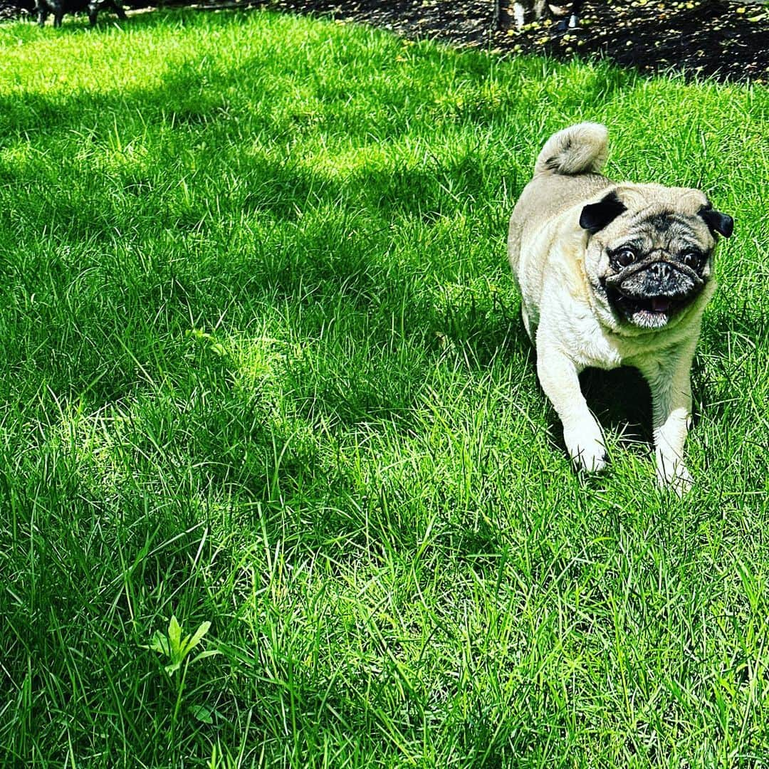 pugsofinstagramさんのインスタグラム写真 - (pugsofinstagramInstagram)「Archie had a play date with Hercules today.」6月19日 1時09分 - pugsofinstagram