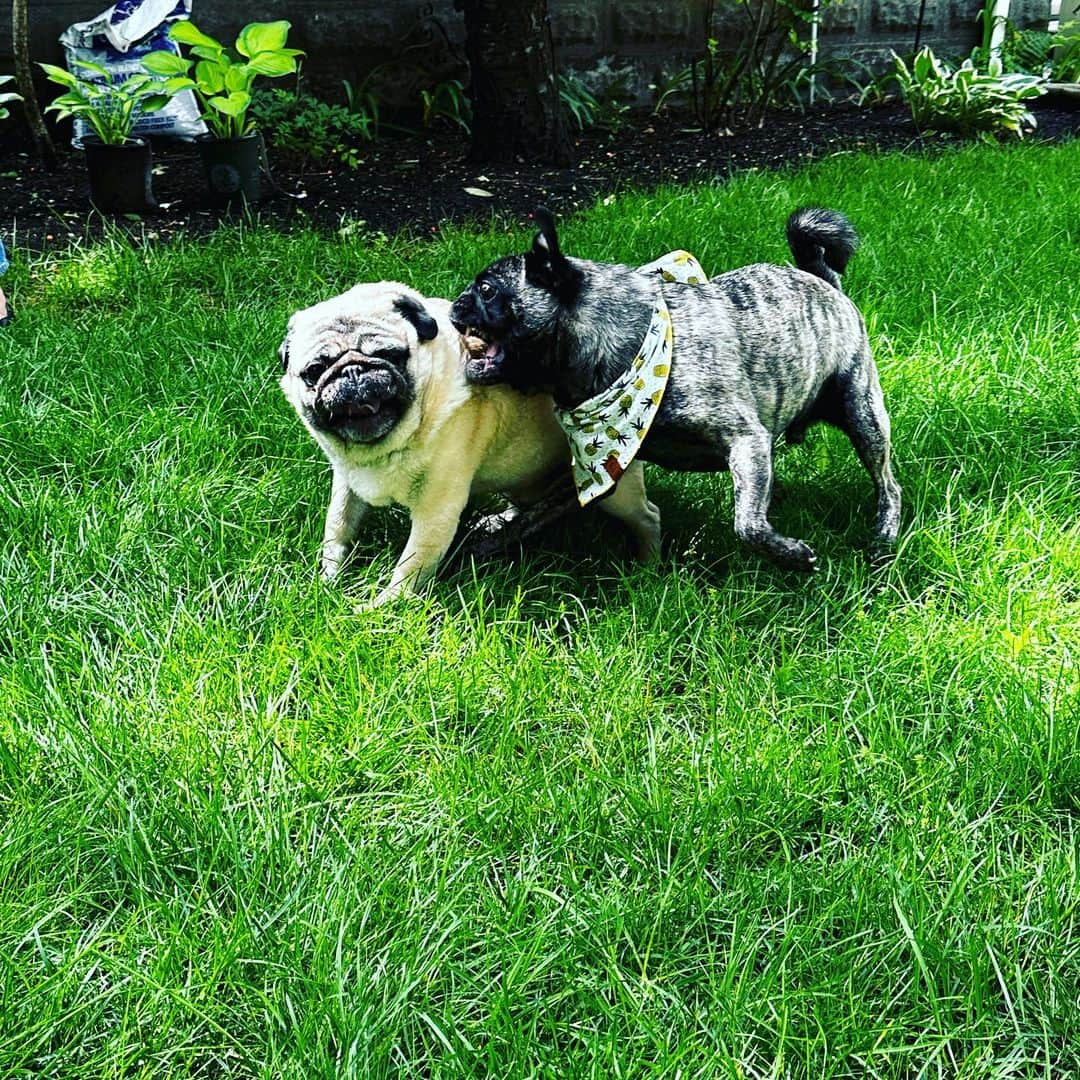 pugsofinstagramさんのインスタグラム写真 - (pugsofinstagramInstagram)「Archie had a play date with Hercules today.」6月19日 1時09分 - pugsofinstagram