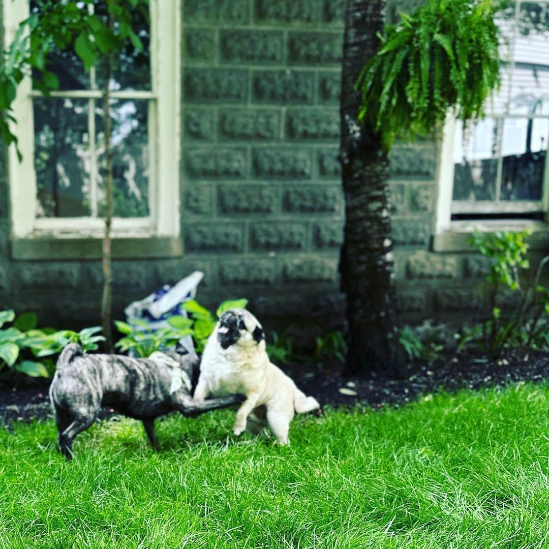pugsofinstagramのインスタグラム：「Archie had a play date with Hercules today.」