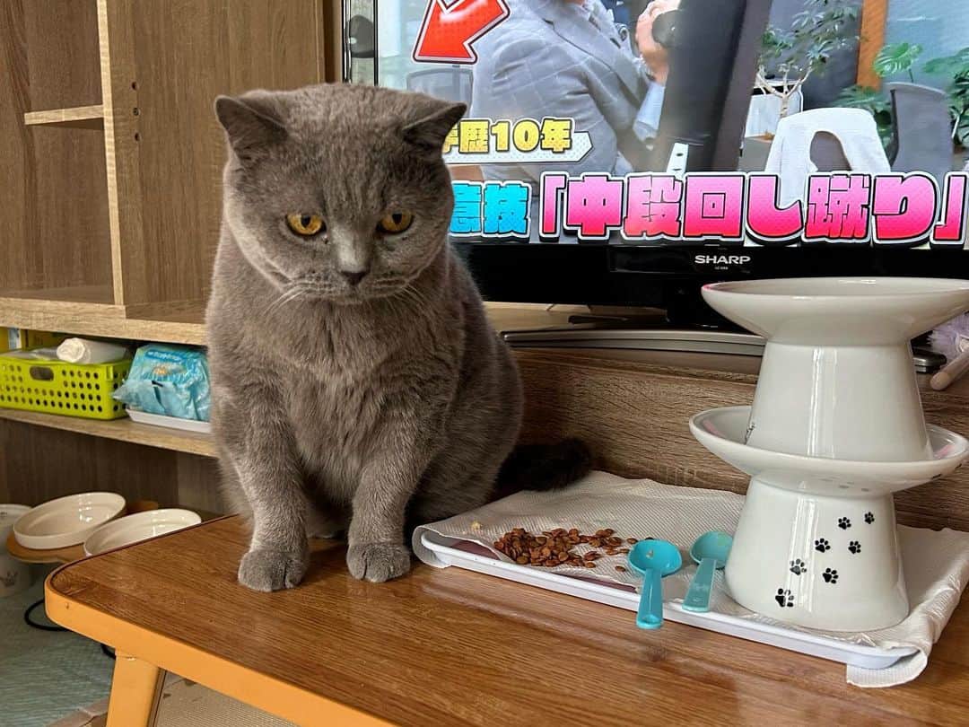 KAORUさんのインスタグラム写真 - (KAORUInstagram)「母ちゃん…  下げるご飯食べて ごめん…  食いしん坊だなぁ、兄ちゃん😌  #諭吉と幸来 #ゆきさく #猫のいる暮らし #まるで置き物のよう」6月18日 17時28分 - yukisaku_88