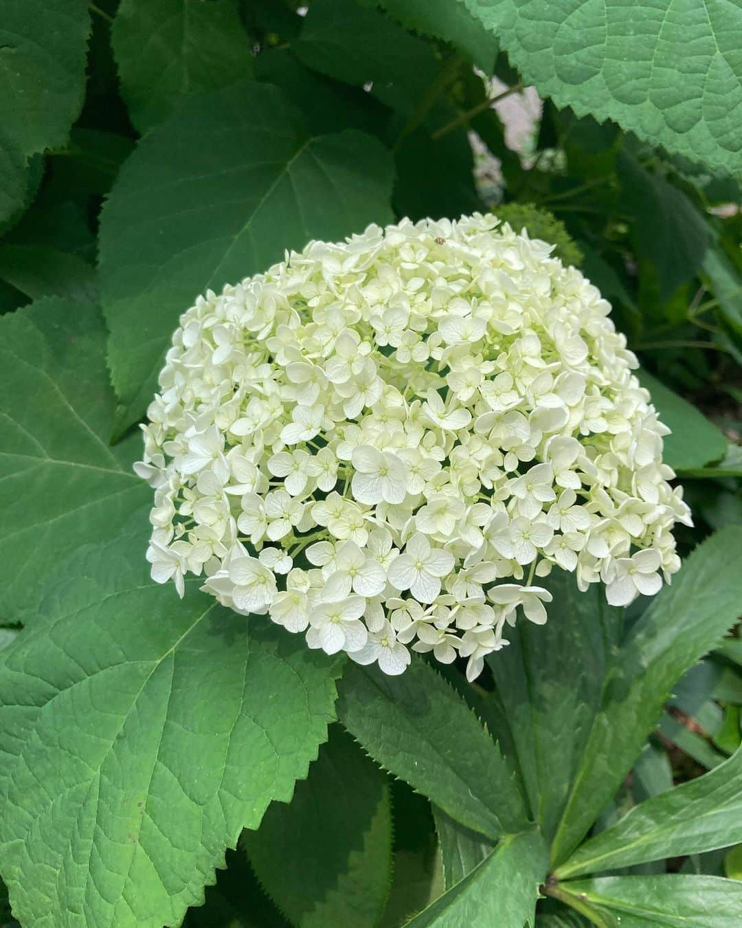 佐藤千晶さんのインスタグラム写真 - (佐藤千晶Instagram)「紫陽花☺️  #紫陽花 #梅雨」6月18日 17時43分 - satochiaki125