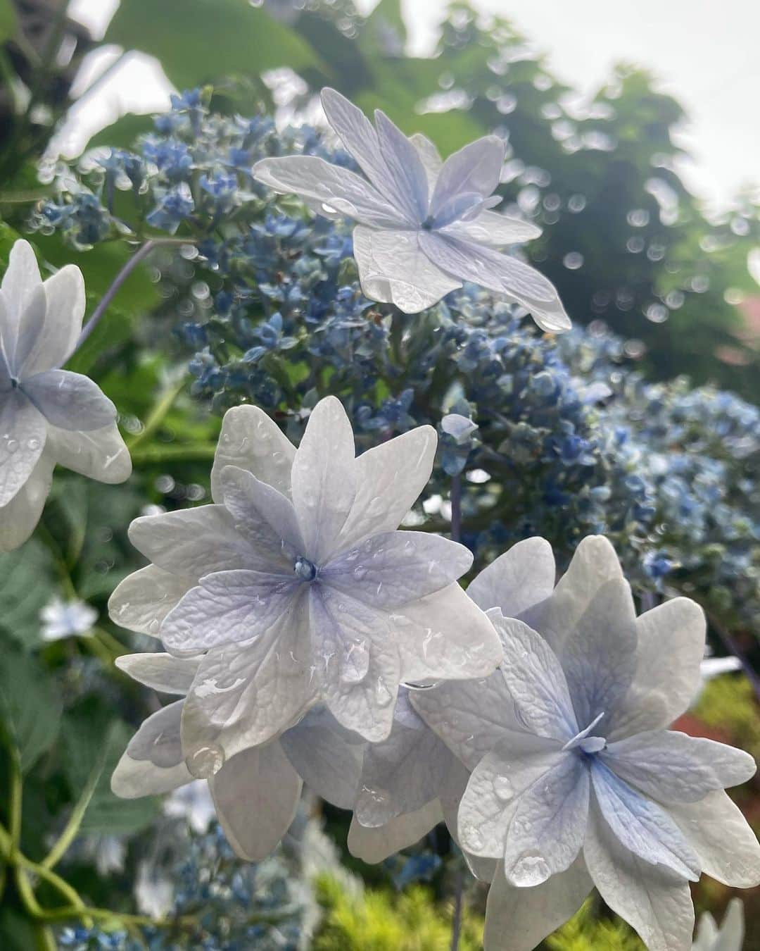 佐藤千晶さんのインスタグラム写真 - (佐藤千晶Instagram)「紫陽花☺️  #紫陽花 #梅雨」6月18日 17時43分 - satochiaki125