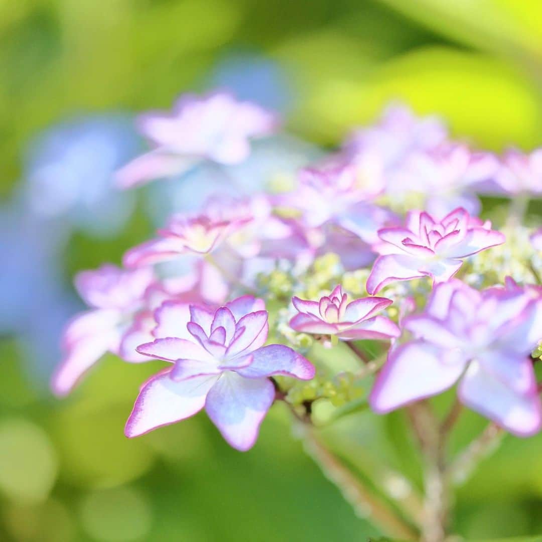 kiccyomuさんのインスタグラム写真 - (kiccyomuInstagram)「☁️ 2023.06.18 Sun #京成バラ園 では この時期 #紫陽花 が綺麗  意外と… いろんな種類の紫陽花 この子は、珍しい🤗📸  location #千葉 ❣️ 📷撮影 2023年6月16日」6月18日 17時44分 - kiccyomu