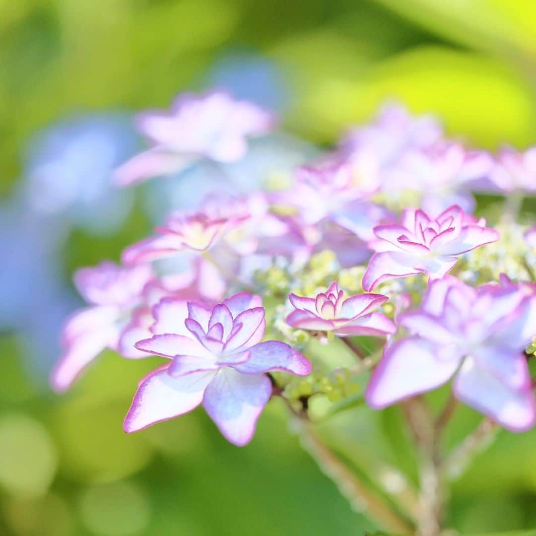 kiccyomuのインスタグラム：「☁️ 2023.06.18 Sun #京成バラ園 では この時期 #紫陽花 が綺麗  意外と… いろんな種類の紫陽花 この子は、珍しい🤗📸  location #千葉 ❣️ 📷撮影 2023年6月16日」