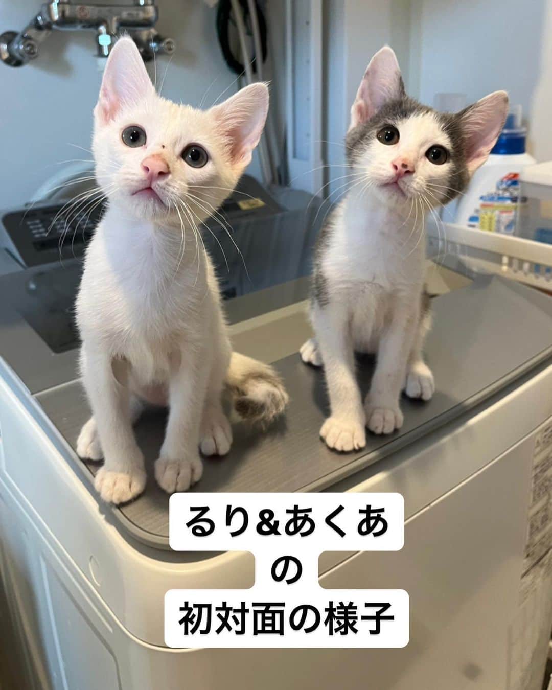 nozomiorideのインスタグラム：「どんな反応するか 昨日、試してみました  本当に初対面なんですけど 私を通して、ニオイや気配は2ヶ月かけて伝わっています  かぐやくんの部屋に、移動して遊ばせてあげたいんだけど かぐやくんのストレスも考えないとね  かぐちゃん、今日は近づきたくないそうです😅😂 ちびっ子はちょっと慣れてきたかな 変化はこれからですねー  ※ちなみに、うちの子は攻撃しないとわかってるから 対面させてますが 強い衝突があると、その後の関係性が微妙になるので 通常はケージ・柵越しがいいですよ😉  【るり&あくあの家族募集】  生後2ヶ月の女の子♀  ウィルス検査：陰性  ワクチン(1回目)済み  検便🆗(虫下しは近日やります)  子猫ですので特に  食事は1日3回(朝・昼・夕) 体調不良や急変時、すぐに病院に対応できることと  お留守時間の少ないお宅  が前提に、譲渡条件ございますので DMにてお問い合わせ下さいますよう宜しくお願いいたします🙇🏻‍♀️😌  #ミルクボランティア #保護猫 #グレシロ #白猫 #乳飲み子 #子猫   #里親募集  #里親募集中  #里親募集猫  #里親募集_愛知」