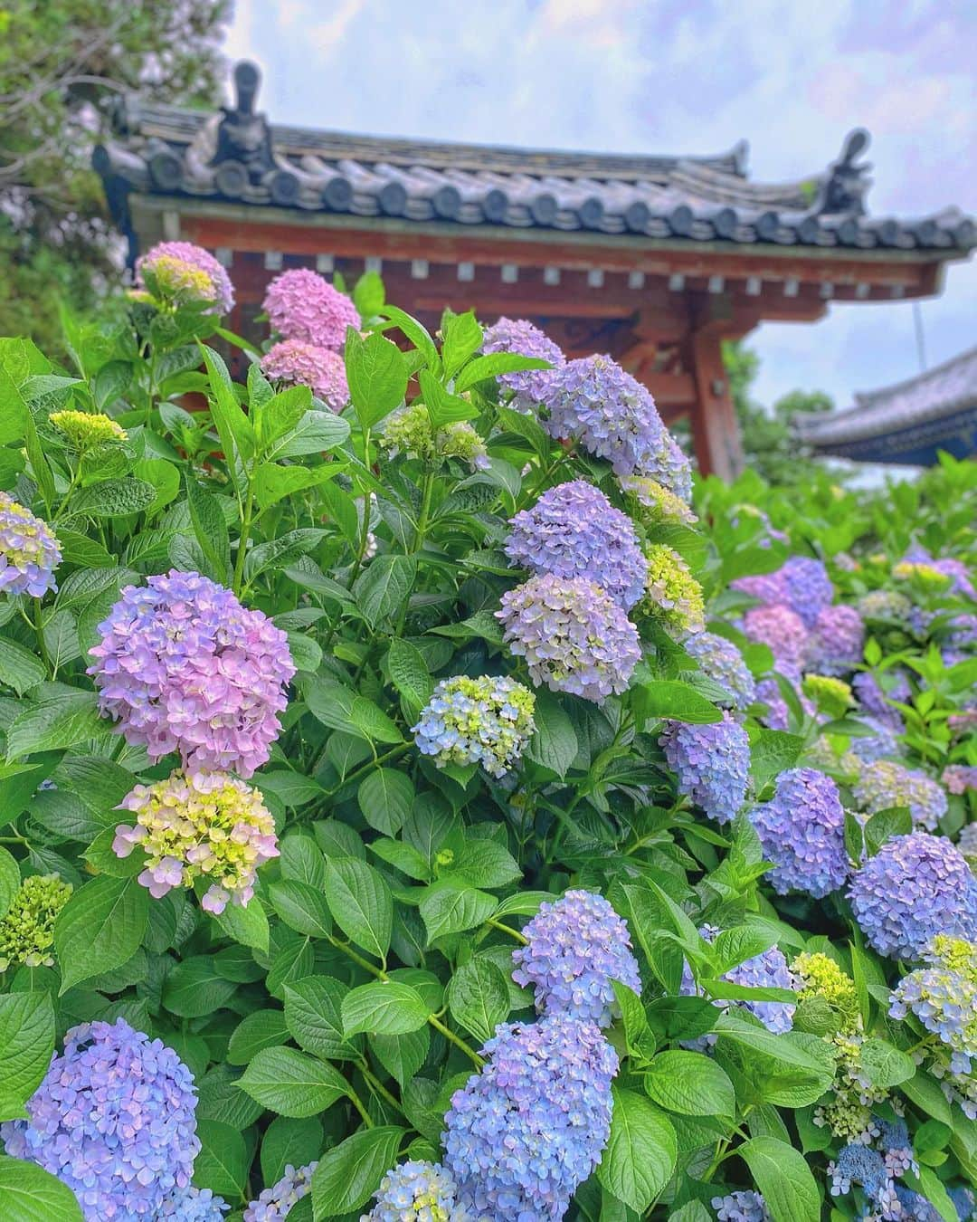 hama_aki_pppさんのインスタグラム写真 - (hama_aki_pppInstagram)「奈良県奈良市#般若寺 (スライドして下さい)  Location Nara Japan (Swipe)   2023.06.18   奈良県の般若寺にいって来ました コスモスでも有名なこのお寺 今年もガラスボールに入れられて並べられた紫陽花の道など、色んな趣向が凝らされていて素敵でした🌸🌺⛩️   #神社仏閣　 #寺社仏閣  #わたしは奈良派  #奈良県景観資産　　 #日本庭園  #おとな旅プレミアム  #こころから  #rakutentravel  #otonatabi_japan  #histrip_japan  #はなすたぐらむ  #japanesetemple #japanesegarden  #iphonephotography  #iphoneonly  #iphonephotographer #japan_daytime_view  #photo_shorttrip  #raw_japan  #beautyofthejapan  #special_spot_  #whim life #pt_life_ #colore_de_saison  #Japanese_gardens  #jalan_travel  #dokoiku」6月18日 18時15分 - hama_aki_ppp