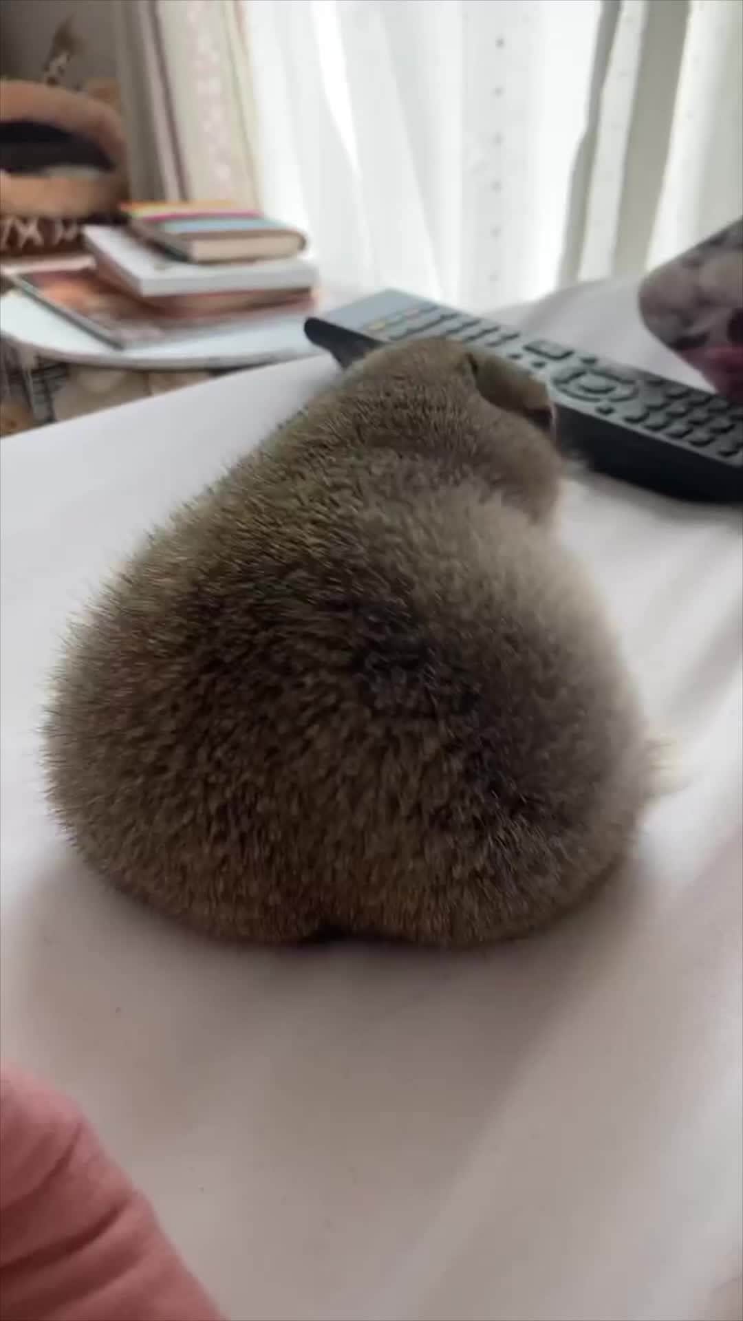 9GAGのインスタグラム