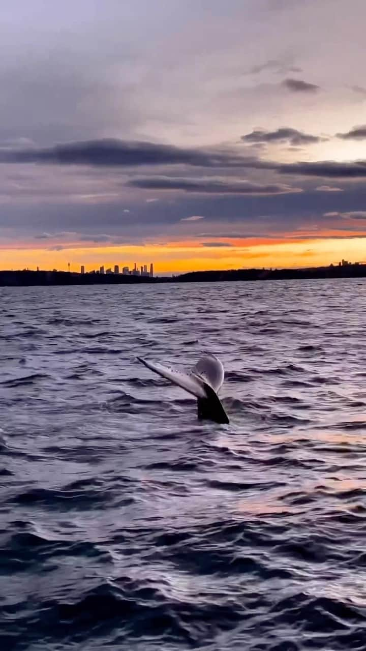 Australiaのインスタグラム