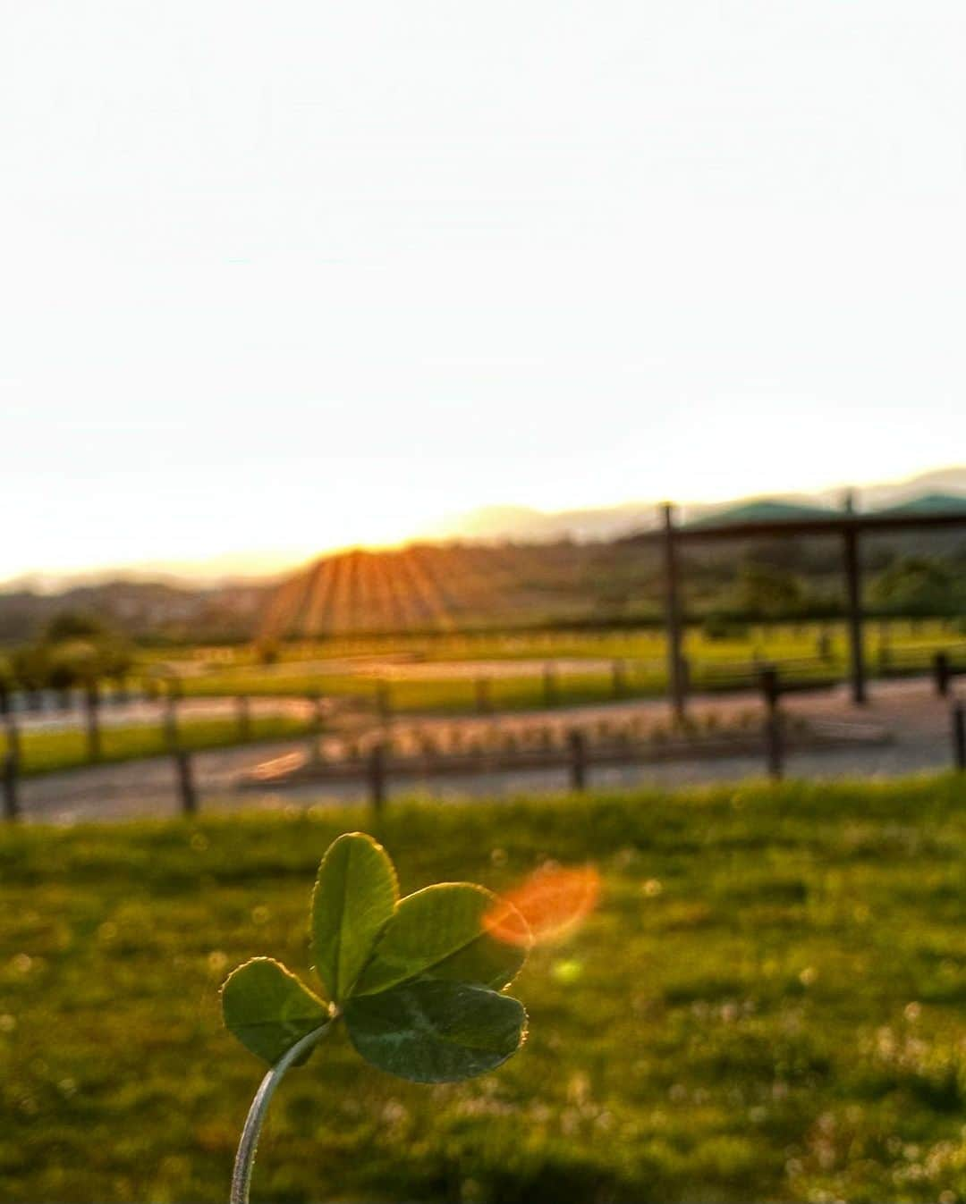 マシホさんのインスタグラム写真 - (マシホInstagram)「Found a 🍀」6月18日 19時12分 - mshtkt_tm