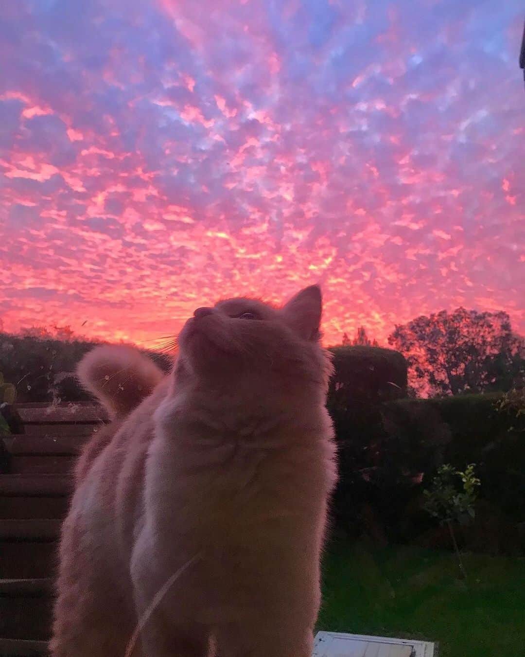 Cute Pets Dogs Catsのインスタグラム：「Beautiful view. 😍  Credit: dm  For all crediting issues and removals pls DM .  Note: we don’t own this video, all rights go to their respective owners. If owner is not provided, tagged (meaning we couldn’t find who is the owner), pls DM and owner will be tagged shortly after.  #chat #neko #gato #gatto #meow #kawaii #nature #pet #animal #instacat #instapet #mycat #catlover #cutecats #cutest #meow #kittycat #topcatphoto #kittylove #mycat #instacats #instacat #ilovecat #kitties #gato #kittens #kitten」