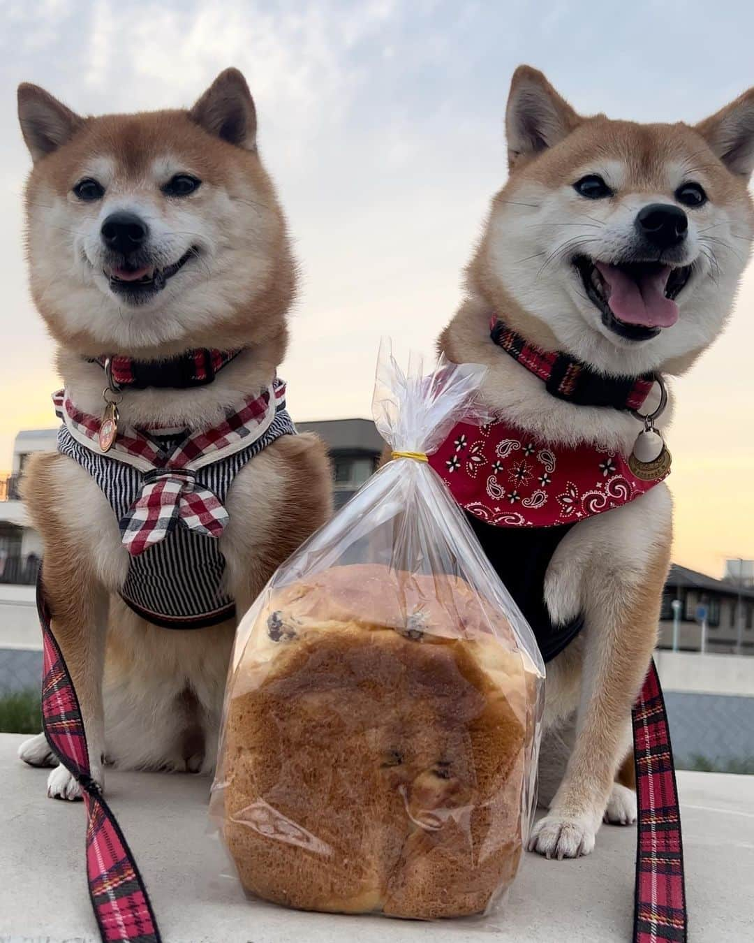 豆柴 サニーちゃんのインスタグラム：「. HELLO〜こんばんわん🐻🐶🍞 . 🐻父の日だから お義父さんにレーズン食パン🍞🍇持っていくよ 🐶わんこはれーじゅんNGでちゅよ❌ 🐻いつもおやつくれてありがとう 🐶らむにはおやちゅおおめにくださいでちゅ . . #さにらむ2ショット #柴犬#豆柴 #赤柴#豆柴子犬#豆柴多頭飼い #まめしば#しばいぬ#anicas#shiba_snap #shibainu#shiba#mameshiba#shibastagram #豆柴サニーちゃん#豆柴ラムちゃん#さにらむ #さにらむ2023#さにらむどん」