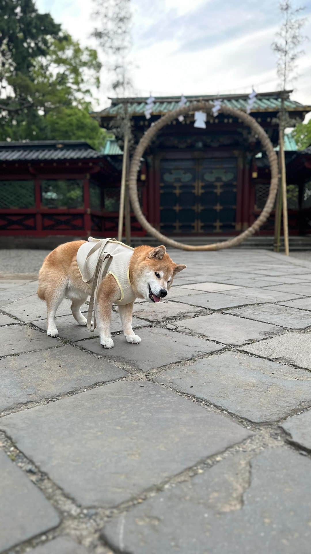 まる（まるたろう）のインスタグラム