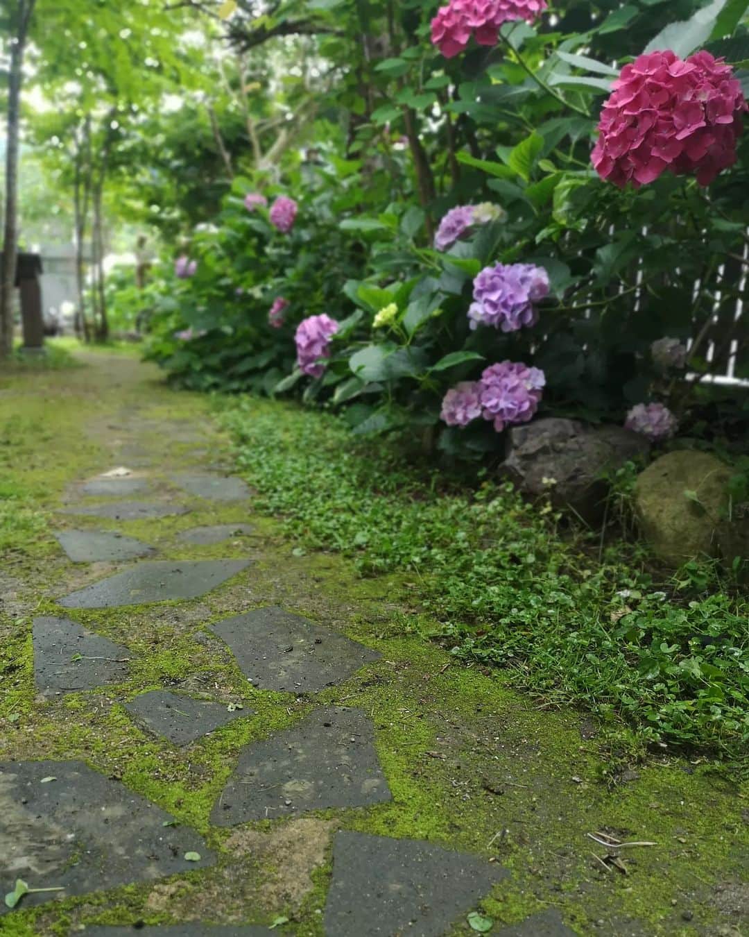 sho.candyさんのインスタグラム写真 - (sho.candyInstagram)「色んなアジサイが壁側に向かってすごく咲いていて(^_^;)あまり見えなくて残念😅カットして楽しもうと思います☘️ 梅雨時期になると通路が苔生してきて…その光景がとても嬉しい♡  #アジサイ#紫陽花#アナベル#花のある暮らし#季節を楽しむ #暮らしを楽しむ #ガーデン#庭#庭作り#ガーデニング#マイガーデン#植物#花#garden#gardening#flower」6月18日 20時14分 - sho.candy