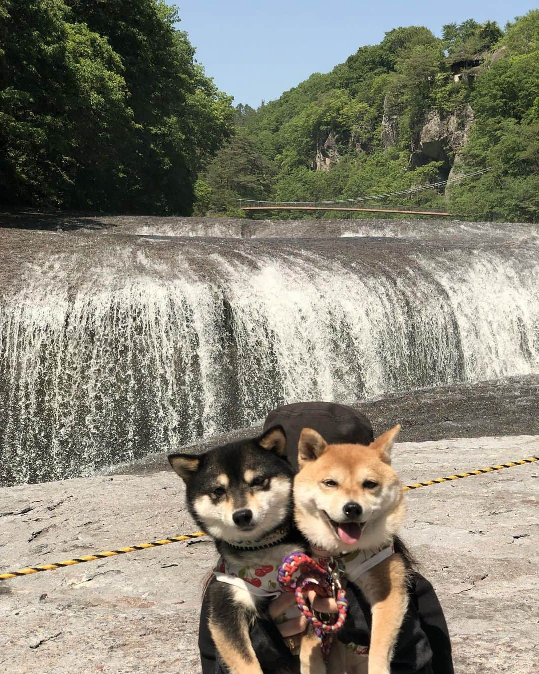 豆柴なつ&ふゆのインスタグラム