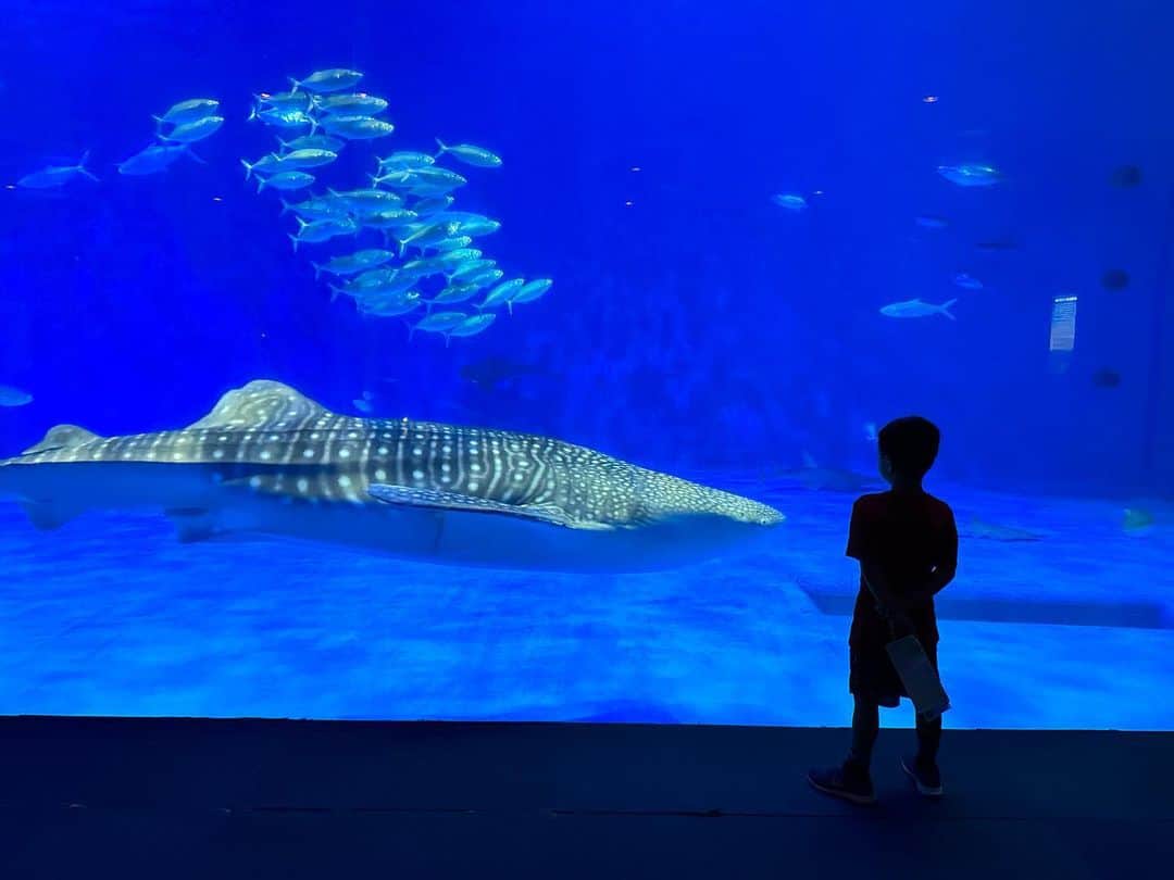 エリナ シルカのインスタグラム：「A boy and his whale shark 🐳🦈 かごしま水族館で遂に憧れのジンベイザメとご対面できた息子💙」