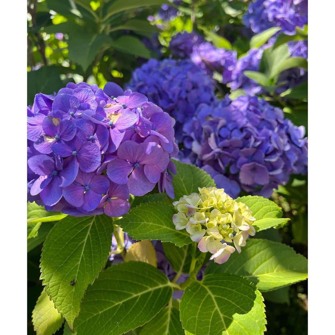 トラウデン直美さんのインスタグラム写真 - (トラウデン直美Instagram)「こないだ、ハッピーオーラの塊かえちゃんと🫶🏻会うと元気になる☺︎  紫陽花もとびきり綺麗に咲いていて、心が満たされました〜」6月18日 20時26分 - naomi_trauden_
