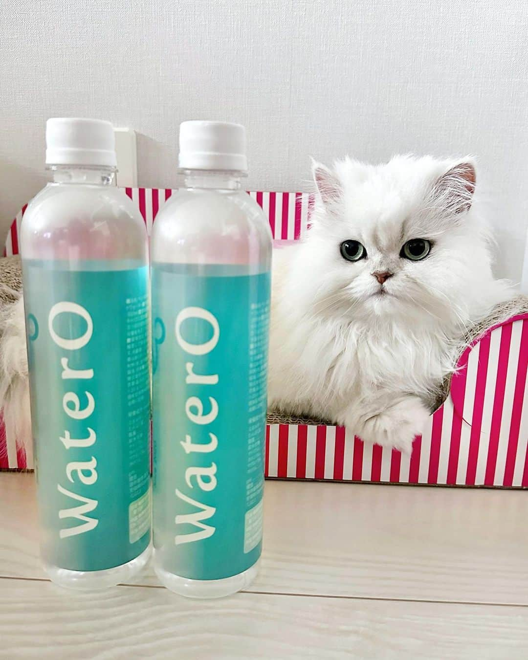 manami☺︎satoのインスタグラム：「⑅⃛  ニャン達の健康を考えて、 酸素補給水『WaterO(ウォテロ)』を試しています🙌🏻🩵  実はぼんちゃんの腎臓の数値があまり良くなくて... 体に負担の少ないフードや飲み水を探していたんです。  周りの🐱友達もウォテロを飲んでる子が多くて気になっ ていました💡 ̖́-  ウォテロの特徴は、  ✅酸素がたくさん溶けている (溶存酸素量 40ppm以上！)  ✅ミネラルフリーで腎臓に優しい  ✅ キレイな水の結晶で身体の中からデトックス  酸素不足で細胞にエネルギーが足りていないと、 免疫力の低下や臓器の機能不全になる可能性があるそう。 今まで酸素不足については考えたことがなかったので 勉強になりました✎‎𓂃𓈒𓏸  毎日飲むものだからお水は本当に大事ですよね◎ 質の良いもので体質改善できたらいいなぁと期待して います🐈✨  3ニャン全員にあげてみましたが、 全員おいしそうに飲んでくれました😊👌🏻 ̖́-‬  ぼんちゃんはボウルを持ってあげるとたくさんお水を 飲んでくれるので、1日1回はこうやってあげています♪ (動画)  横で羨ましそうに見てた兄さんにも 同じようにしてあげたら嬉しそうに飲んでくれた😂  公式サイトでお試しセット30%offで購入できるので、 気になる方はチェックしてみてくださいね🐾  わんちゃんにも◎！🐶  ストーリーズにリンクあります🔗  ▸▸▸ @watero_official   #watero #小悪魔ふぅちゃん #チンチラシルバー#エキゾチックロングヘア #猫#ねこ部#ねこのいる生活#ねこすたぐらむ#猫好きさんと繋がりたい#ペルシャ#ねこと暮らす#猫のいる暮らし#냥스타그램#貓 #貓星人 #KATZE#GATTA#cats_of_world  #ilovecats#meaw#kot#persiancat #koty#catstagram#catsofinstagrams#persiancat」