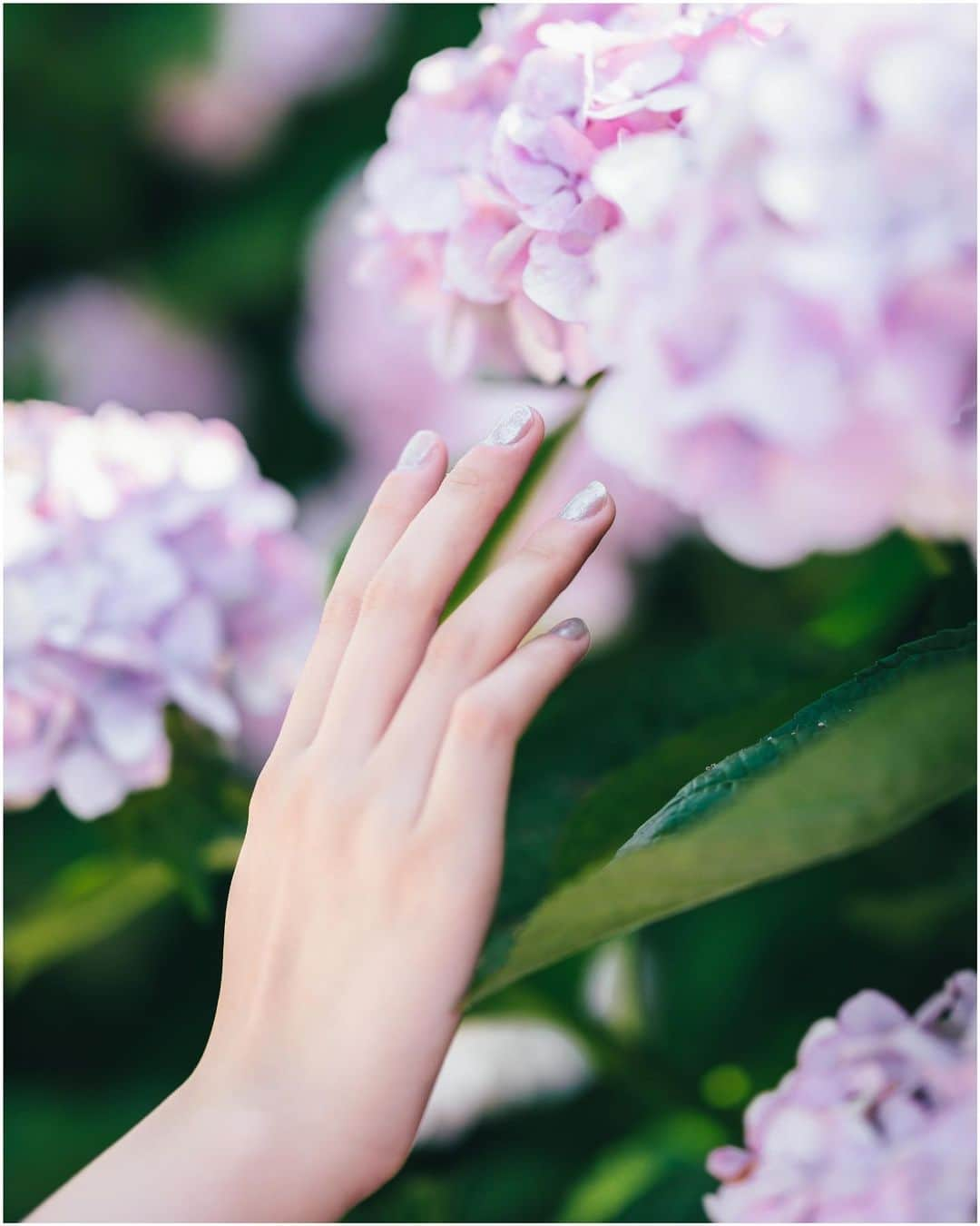 Yuma Takatsukiさんのインスタグラム写真 - (Yuma TakatsukiInstagram)「. . . hydrangea . . . . . . 紫陽花もりもりでした。 久しぶりにこういう撮影できて 楽しい時間でしたとさ。 ⁡ でも昼間の撮影は暑すぎて もうきつくなってきた… ⁡ それでは今日もお疲れさまでした！ . Japan X-T5／XF56mmF1.2 WR,XF33mmF1.4 WR . -----------------------------------------  ITTOKO写真展『ほな、いっとこ！』 vol.4 　　　　　　　　　　　　　　　〜FIND〜  会期 : 2023.06.28(水)〜07.03(月) 時間 : 12:00〜20:00 　　　(初日は14:00~,最終日は18:00迄) 場所 : イロリムラ 2F 〒 530-0016 大阪府大阪市北区中崎1丁目4番15号  ----------------------------------------- . #fujifilm  #fujifilm_xseries  #富士フイルム  . ―――――――――――――――――――――――――― 関西を中心にフリーランスで活動しています。 Web広告、個人撮影、家族撮影、PR撮影など、 6月以降の撮影依頼募集中です。 ⁡ ⁡Yuma Takatsukiオリジナルプリセットも販売中です。 ⁡プロフィールのポートフォリオサイトからご覧下さい。  またフォトサークルITTOKOという活動をしています。 ⁡ハイライトに色んなイベントをまとめています。 ――――――――――――――――――――――――――」6月18日 20時37分 - yu_umaa06