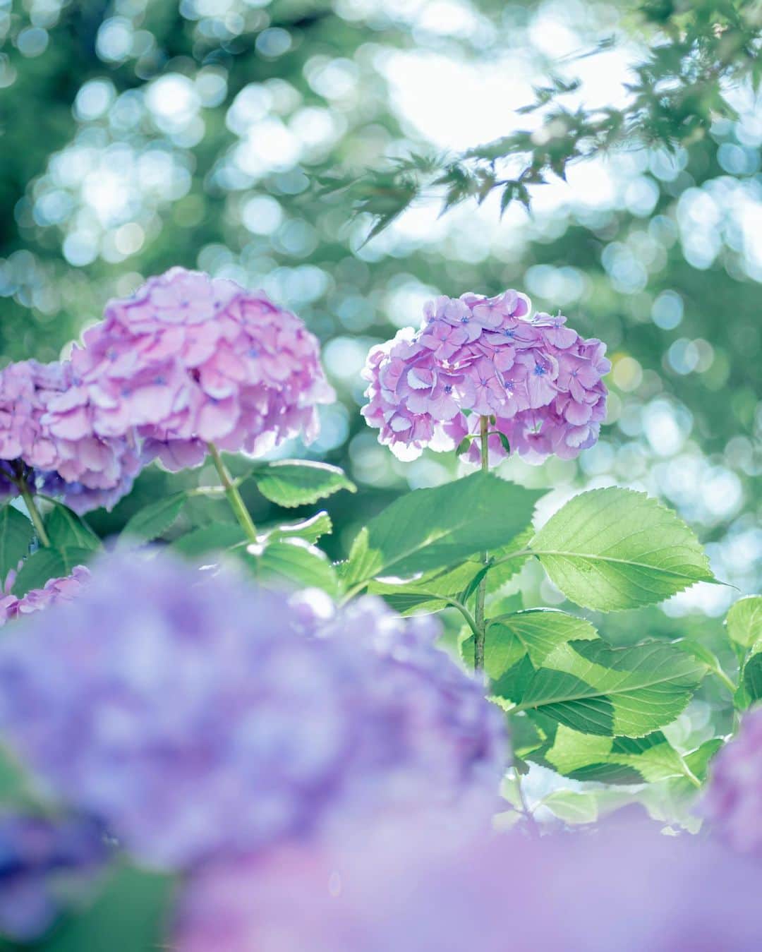 国分真央さんのインスタグラム写真 - (国分真央Instagram)「. 梅雨のあいだの晴れ間 🌿𓂃 ⁡ あまり晴れてる紫陽花は撮らないのですが 久しぶりに少しだけ撮ってみました☺︎ やっぱりガクアジサイかわいいなあ🫧 ⁡」6月18日 20時41分 - mao_kokubu