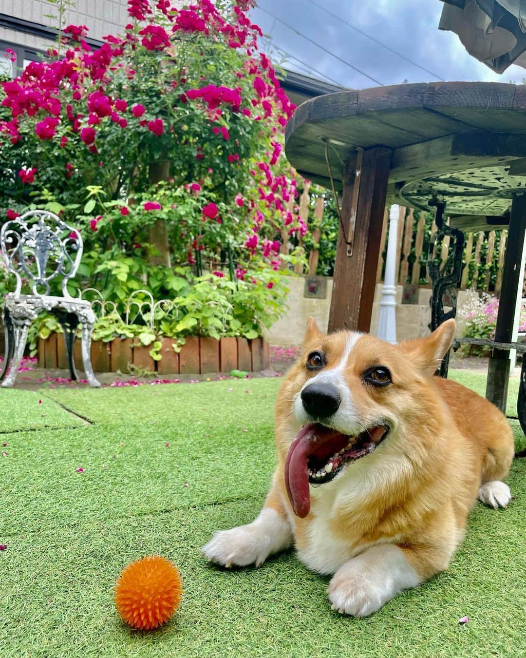 まりなさんのインスタグラム写真 - (まりなInstagram)「実家の薔薇が立派すぎてパシャリ😂🌹✨✨✨  久々の秋田に帰省!!! 家族親族集合できて最高です🥹✨  うちのおとんとおかんは昔からDIYと共同作業が大好きで、今年は一緒にお世話したお庭の薔薇が豊作だったようです🌹(いや自分んちながら、これはしゅごい😂)  庭のレンガはおとんが積んだり、おかんはペイントとか細かいカラーリング作業とかが得意だから色塗り担当したり、何かと2人で共同作業してます(ラブラブかよ!!!)  おかげで実家は自分ちながらとっても可愛くて、よくアリエッティが住んでそうだねと言われます(たしかに😂!!!)  前にサブちゃんねるで実家のルームツアーも撮ったから DIYのお家興味ある人はちょっと前の動画遡って見てください〜(めちゃくちゃ動画映えする家なの笑😂)  秋田はとにかく空気が美味しくて癒し🥹✨ いっぱい空気吸い溜めてエナジーチャージします✊✨  #秋田　#薔薇　#ガーデニング  #アランくん相変わらずベロ長い」6月18日 21時10分 - takemari1219