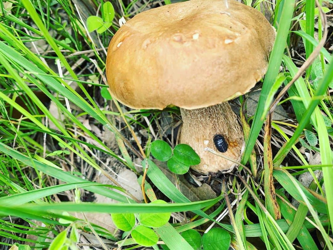 河口恭吾さんのインスタグラム写真 - (河口恭吾Instagram)「散歩していたら 茂みの中に大きなキノコを見つけました。  毒キノコだそうです。  #毒キノコ　#スーパーマリオ　#散歩の達人」6月18日 21時28分 - kawaguchikyogo