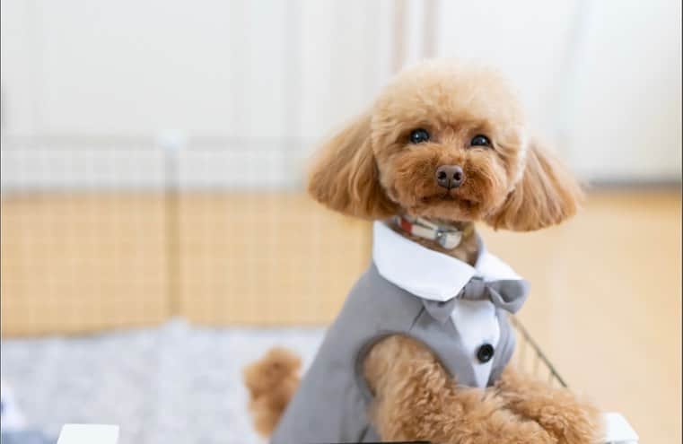 アートグレイスウエディングコースト大阪さんのインスタグラム写真 - (アートグレイスウエディングコースト大阪Instagram)「・ ・ ・ アートグレイスウエディングコーストだからこそ実現できる . dog wedding 🐶 ・ ・ 愛犬は、家族でありお二人のステキな笑顔を よりたくさん引き出してくれます🫢 ・ 愛犬と一緒に結婚式を過ごしませんか？？🫶 ・  ▼ブライダルフェアのご予約はTOPページURL もしくはDMより、ベストレート保証でご案内いたします . @art_grace_wedding_coast   ・ #ペットウェディング#リングドッグ #リングドッグが出来る結婚式場 #大阪結婚式場見学 #アートグレイスウエディングコースト #アートグレイスウエディングコースト大阪 #大阪市結婚式場 #ペットウェディング」6月18日 22時02分 - art_grace_wedding_coast