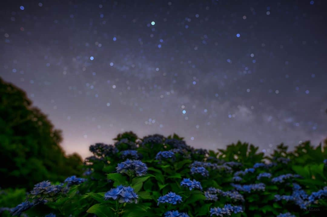 KAGAYAさんのインスタグラム写真 - (KAGAYAInstagram)「梅雨の晴れ間の天の川。 紫陽花の上に輝く夏の大三角。 写真上で明るく輝く星がこと座のベガ（おりひめ星）です。 （昨日未明、愛知県にて撮影） 今日もお疲れさまでした。  撮影データ カメラ：SONY α7R IV レンズ：SIGMA 14mm F1.4 DG DN | Art 露出25秒　絞り開放　ISO1000　三脚にて固定　トリミングあり 2023年6月17日00時05分 シグマから発売予定の新しいレンズによる撮影です。  #愛知 #星空 #starphotography #sonyalpha #α7riv」6月18日 22時23分 - kagaya11949