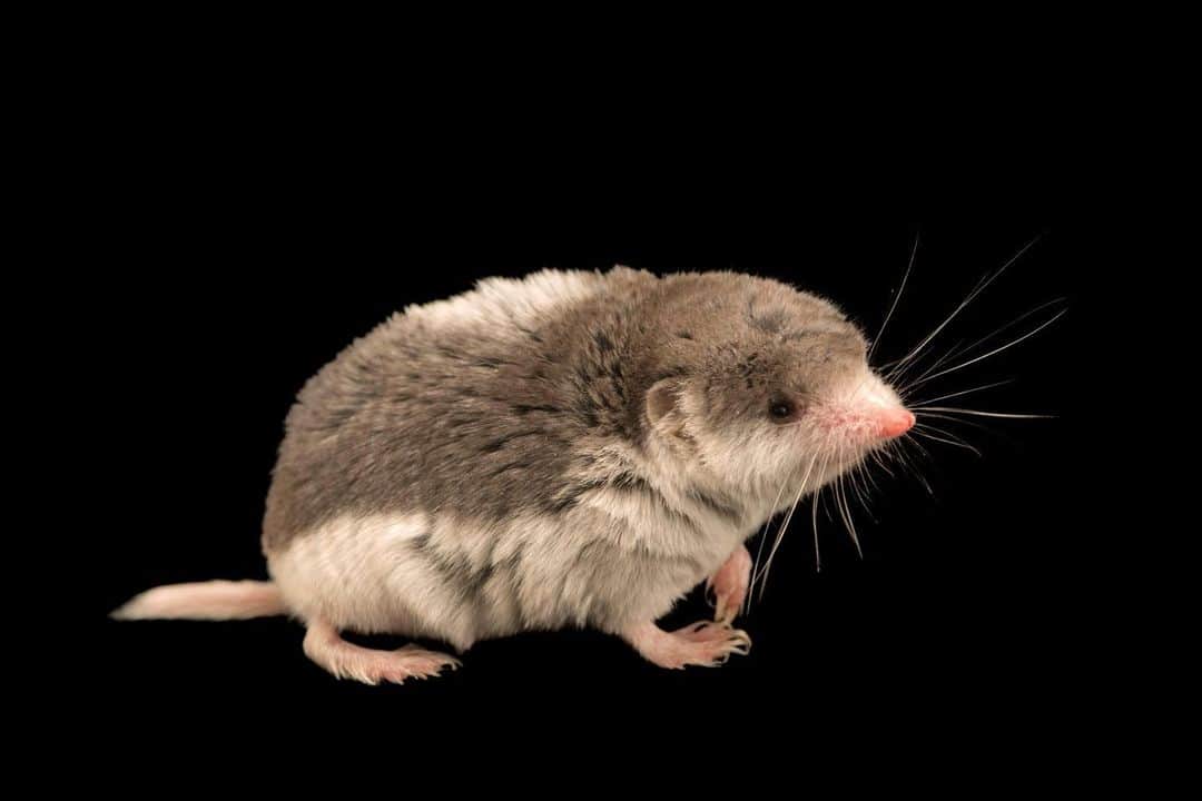 Joel Sartoreさんのインスタグラム写真 - (Joel SartoreInstagram)「Found in sand deserts from Turkmenistan to parts of Russia is the piebald shrew. A pocket-sized species that reaches no more than three inches in length, these tiny shrews feed on insects and their larvae, ants, and occasionally, small lizards. They are most active at dusk and throughout the night, retreating into rodent burrows when the sun rises for some much needed rest. Photo taken @moscow_zoo_official.  The National Geographic Society (@insidenatgeo) is proud to support Explorer Joel Sartore in his quest to photograph the world's species for the National Geographic Photo Ark.  #shrew #piebald #animal #wildlife #photography #animalphotography #wildlifephotography #studioportrait #PhotoArk」6月18日 22時58分 - joelsartore