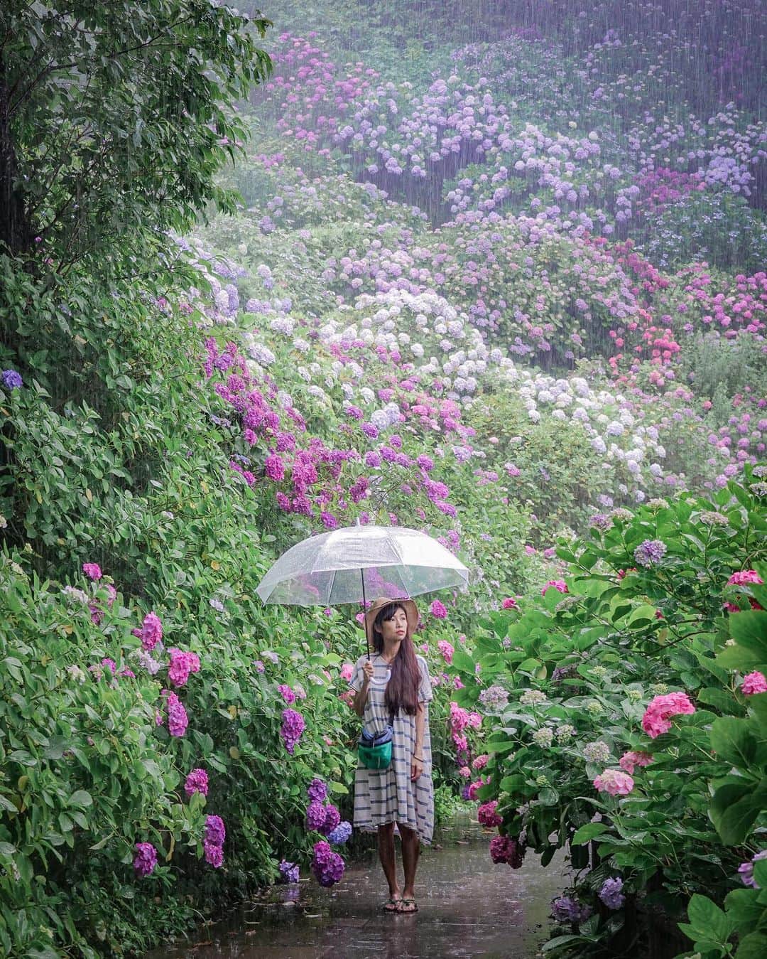 さんのインスタグラム写真 - (Instagram)「Homework submission for June. Ajisigh.  The weather was as unbothered as me trying anything at all, as you can tell. I like that. ☔️  📍Shimoda, Shizuoka Prefecture」6月18日 23時26分 - cheeserland