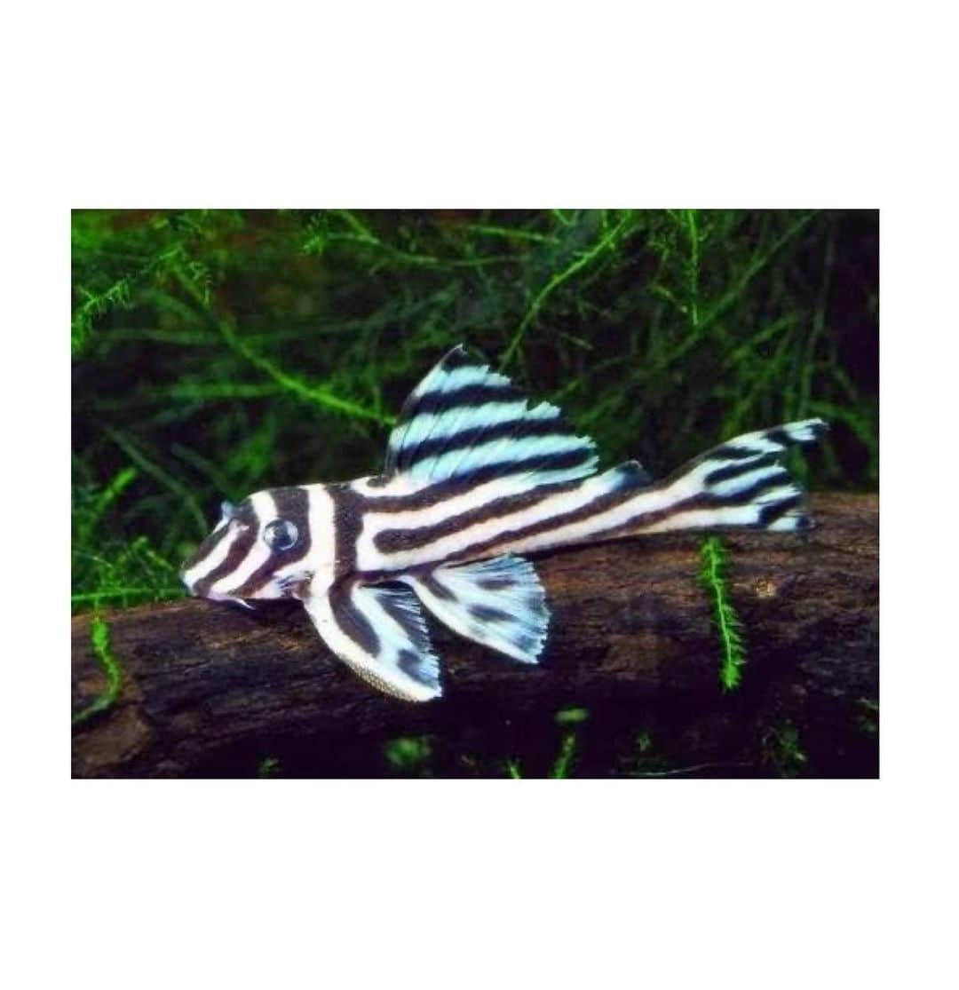 河野富広さんのインスタグラム写真 - (河野富広Instagram)「Hypancistrus zebra @i_am_yunn  Photo @sayaka_maruyama_  Wig @tomikono_wig  Art direction @konomadinc」6月18日 23時27分 - tomikono_wig
