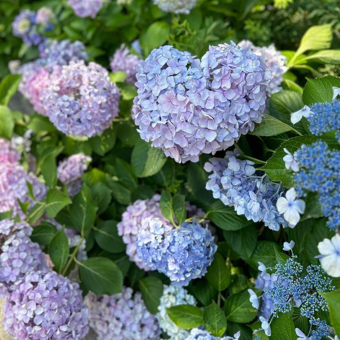 今井陽菜さんのインスタグラム写真 - (今井陽菜Instagram)「ハート型の紫陽花！？♡ ・ ・ ・ #紫陽花 #ハート型あじさい #宝塚 #花のみち #花のみちセルカ」6月18日 23時36分 - haruna__imai