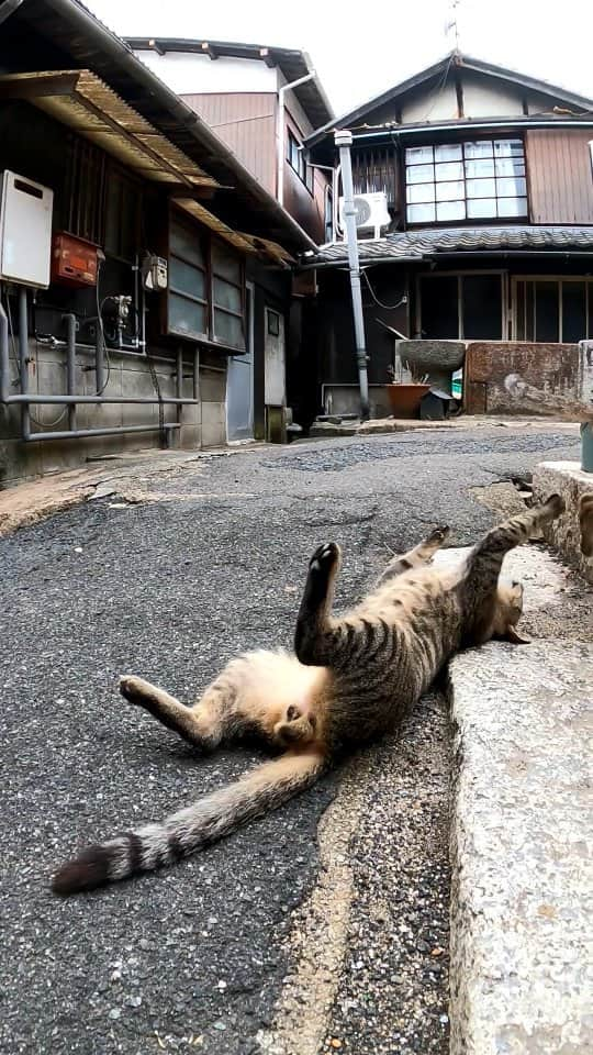 感動猫動画のインスタグラム：「キジトラ猫寄りかかろうとして避けられる #猫島 #野良猫 #Cat #猫 #子猫 #kitten #catisland #shorts」