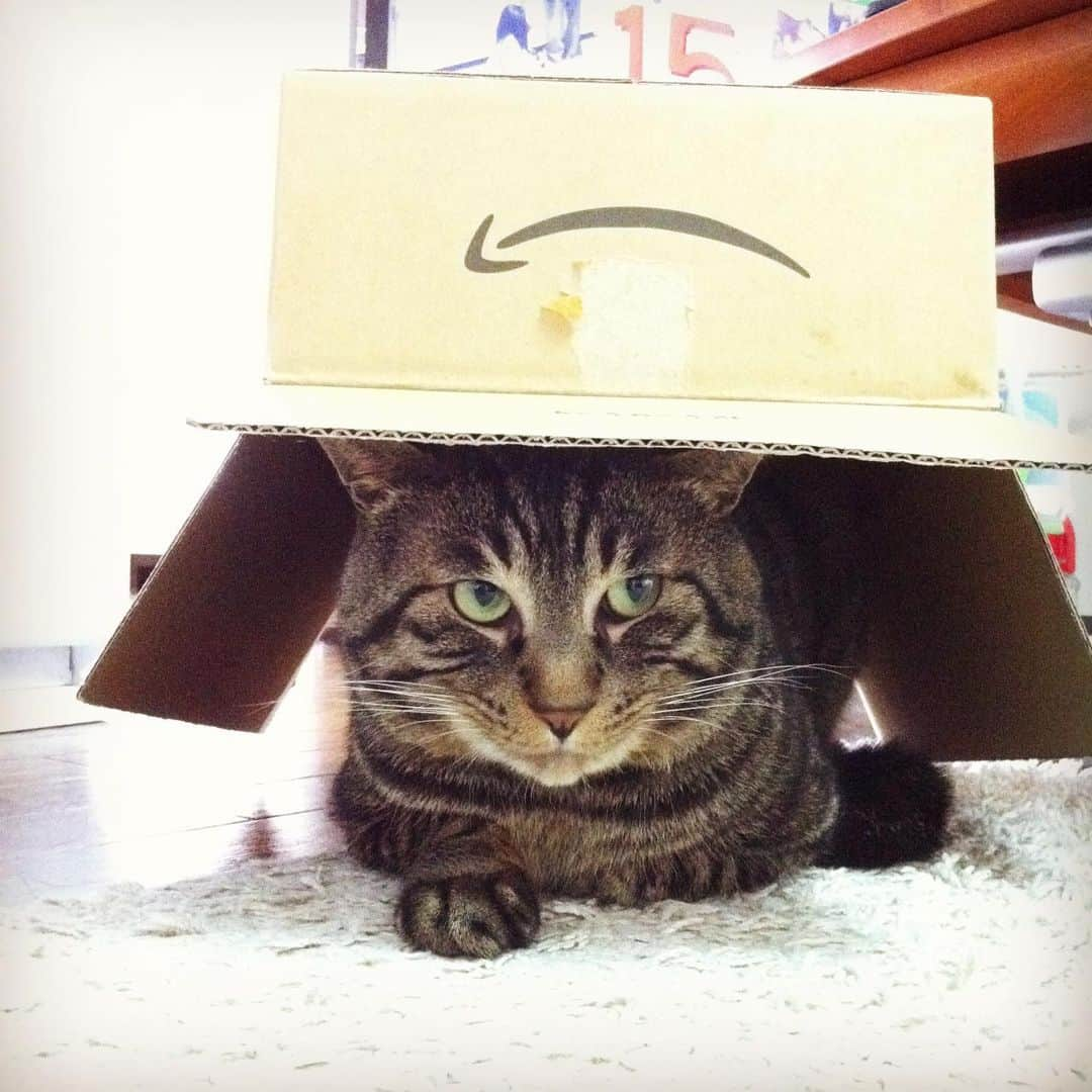 Musashiのインスタグラム：「2011年5月のムサシさん。Amazon箱でメタルギアごっこ。Sneaking. #mck延長戦 #musashi_the_cat #musashi #mck #cat #キジトラ #ムサシさん」