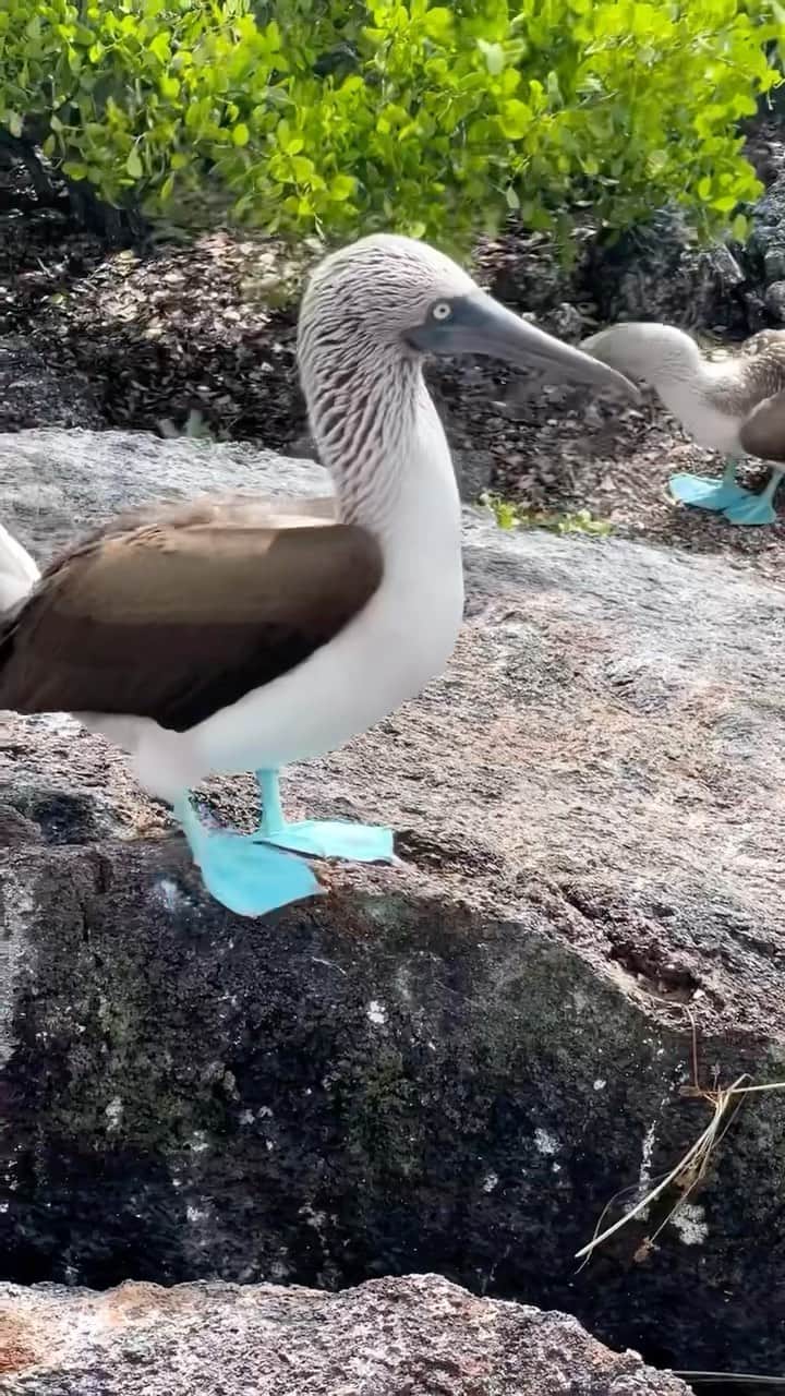 Warby Parkerのインスタグラム：「Rewatching this until we’re confident that we can look as cute as this blue-footed booby when we walk in flippers this summer. 🎥: @azeekeith11」