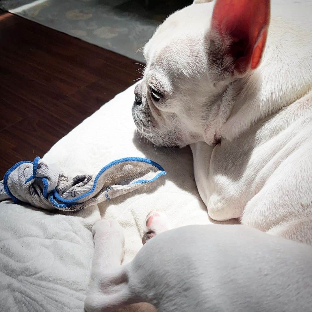 藤田朋子さんのインスタグラム写真 - (藤田朋子Instagram)「まどろみのワンコ  #おはよう #ルパン #フレンチブルドッグ #frenchbulldog  #Love」6月19日 10時29分 - chiendormant