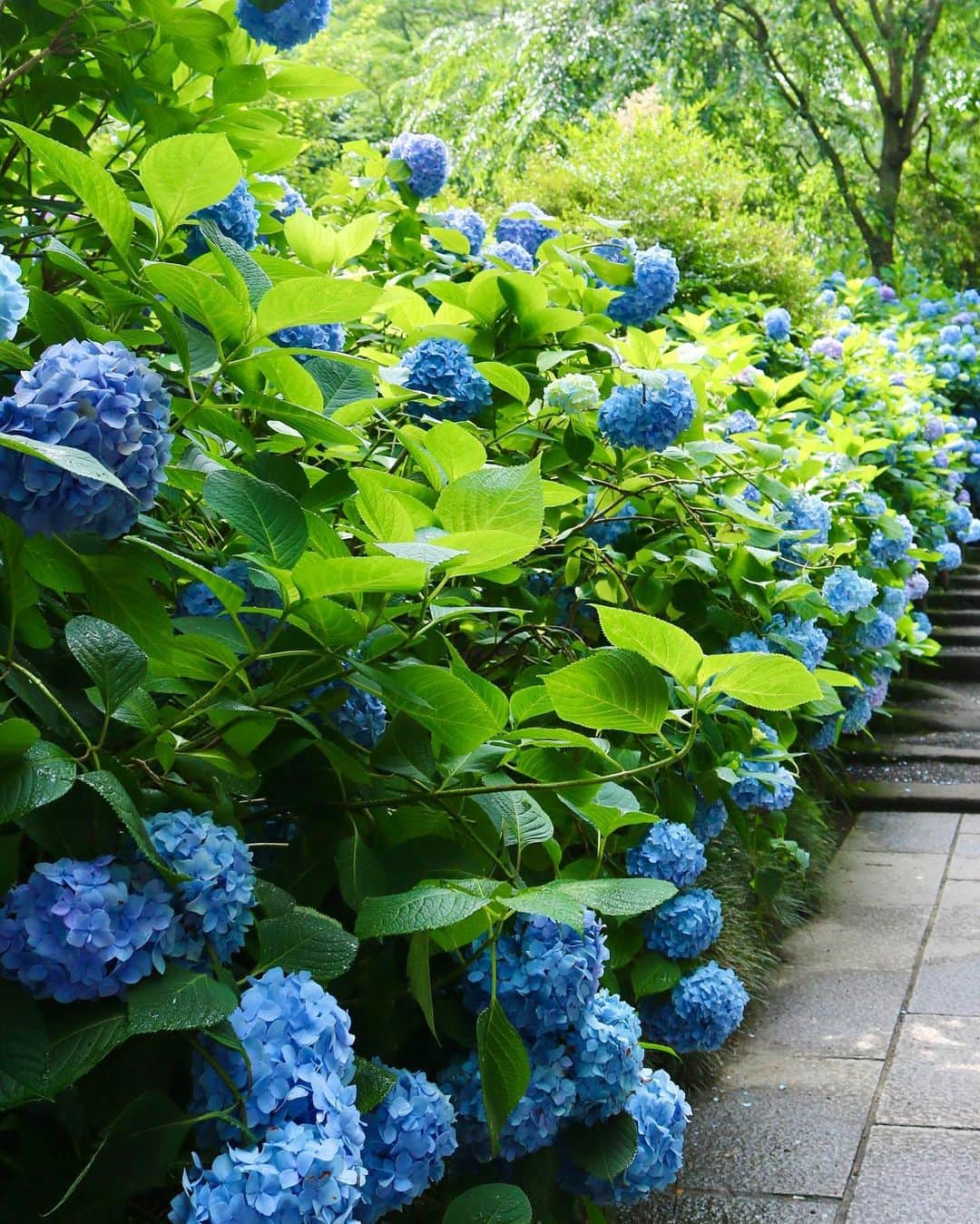 内田眞由美のインスタグラム：「6月の景色🦋   #紫陽花  #明月院ブルー   #カメラ好き」